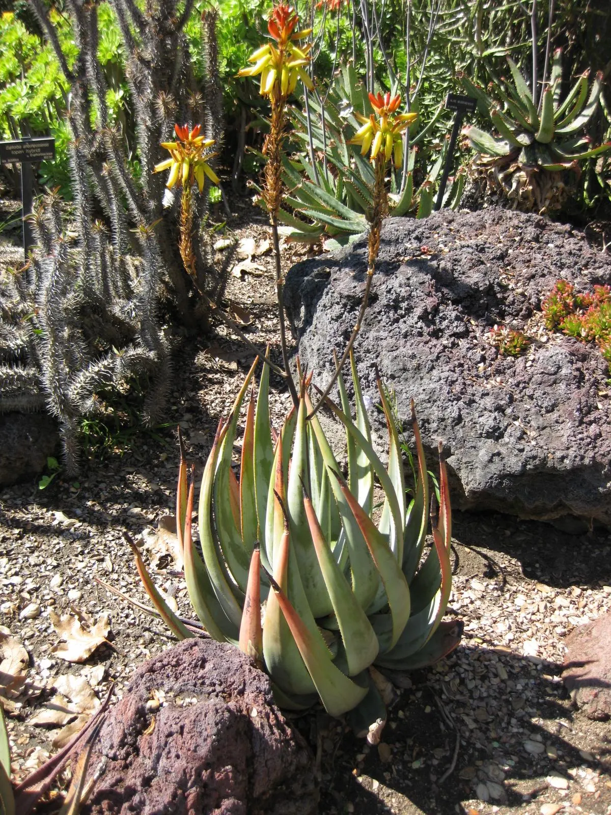 Wickens' Aloe (Aloe Wickensii) — The leaves are characterized by a grey-green hue and adorned with white to pale green teeth along the edges; succulent for full