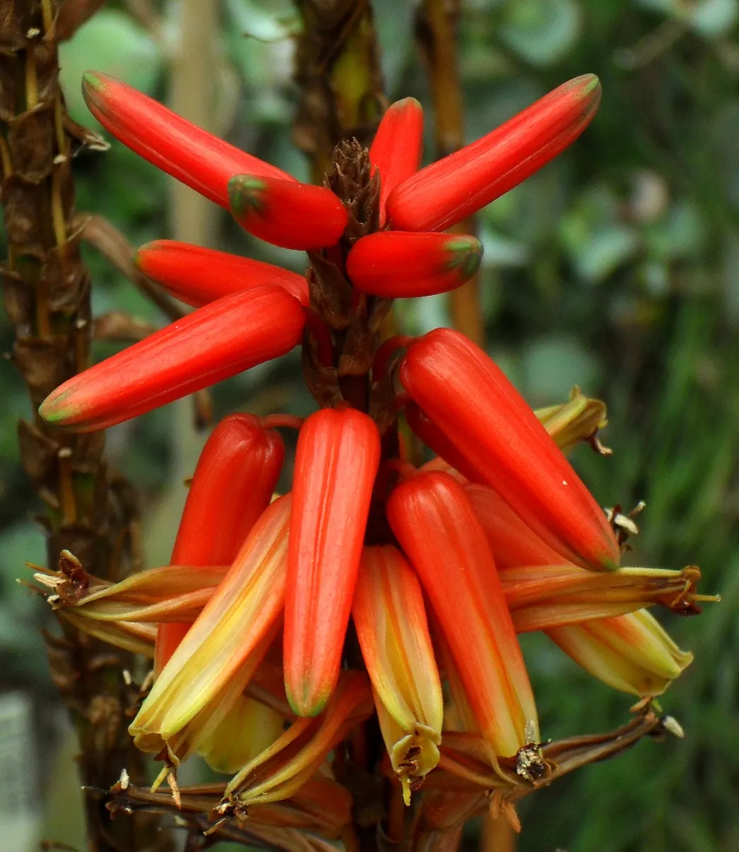 Wickens' Aloe (Aloe Wickensii) — bright orange to red flowers; which are a magnet for local pollinators like hummingbirds and bees
