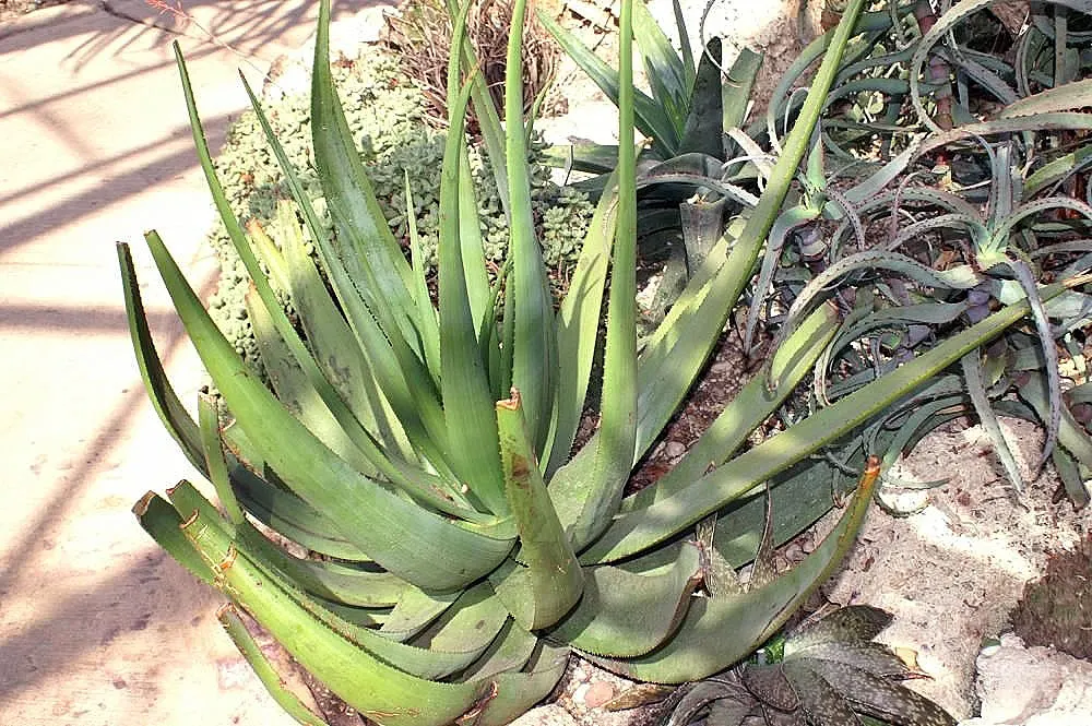 Wickens' Aloe (Aloe Wickensii) — commonly referred to as Geelaalwyn