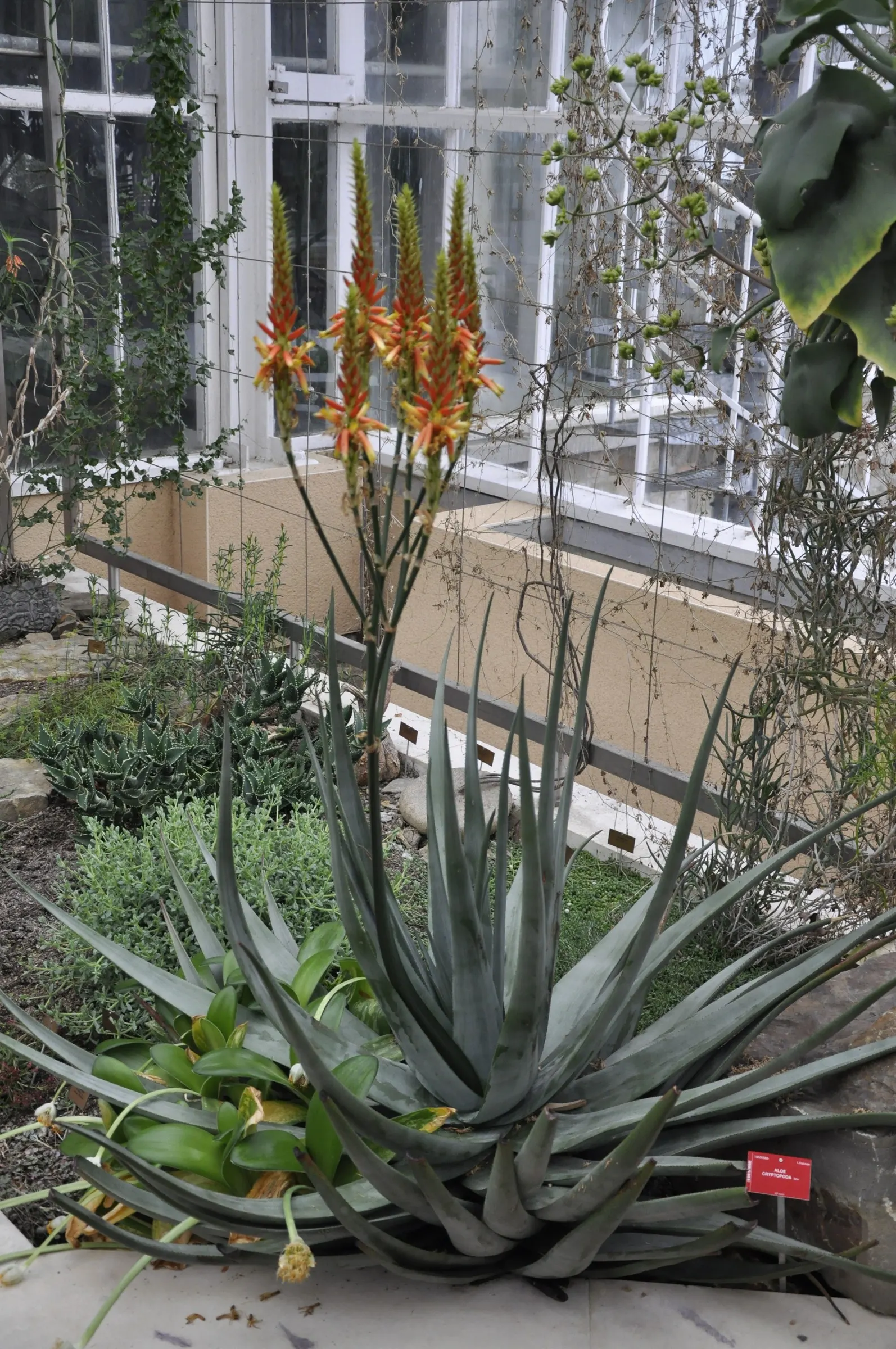 Wickens' Aloe (Aloe Wickensii) — succulent with red and yellow blooms