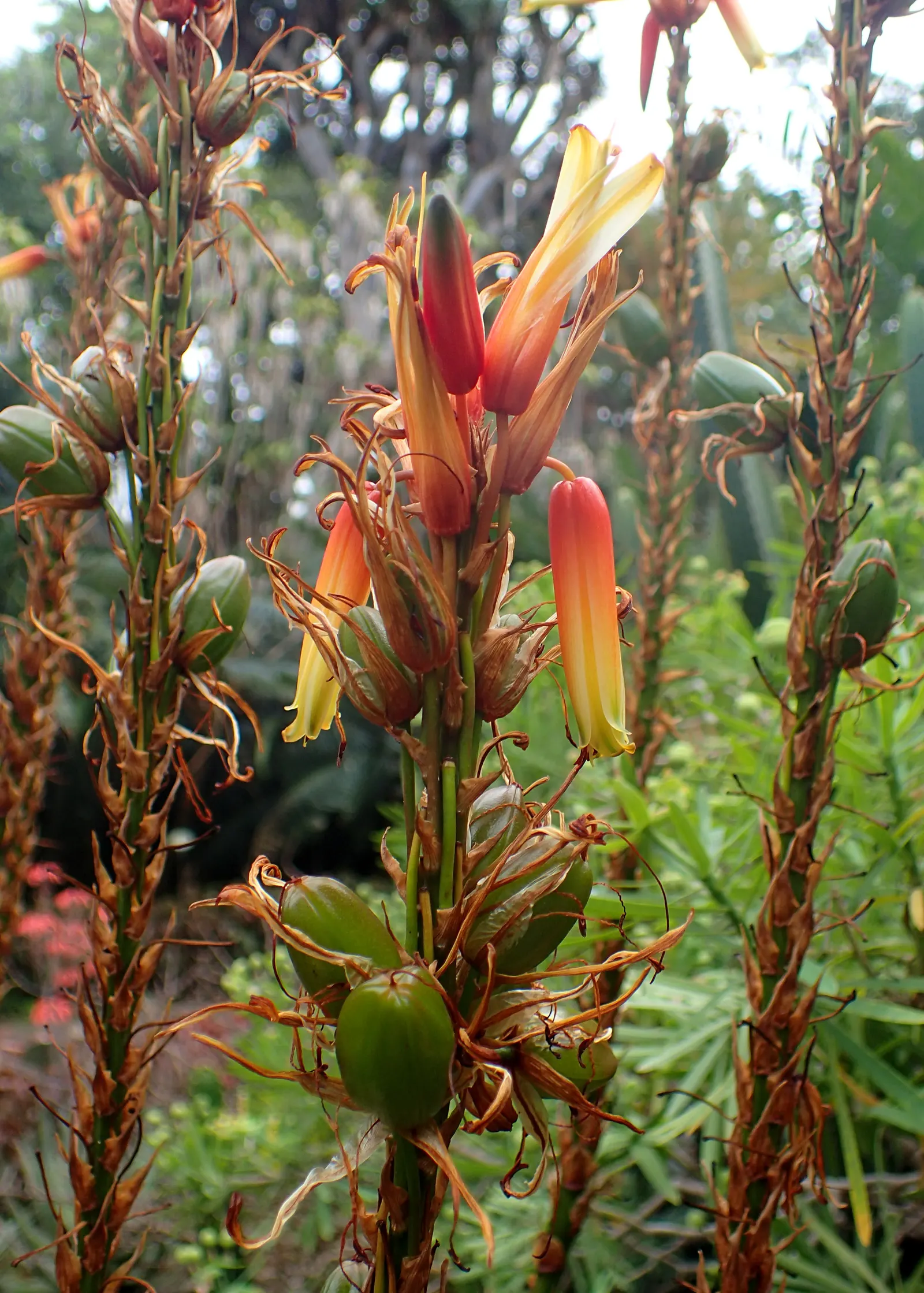 Wickens' Aloe (Aloe Wickensii) — This aloe can reach a height of approximately 18 to 24 inches with an equal spread