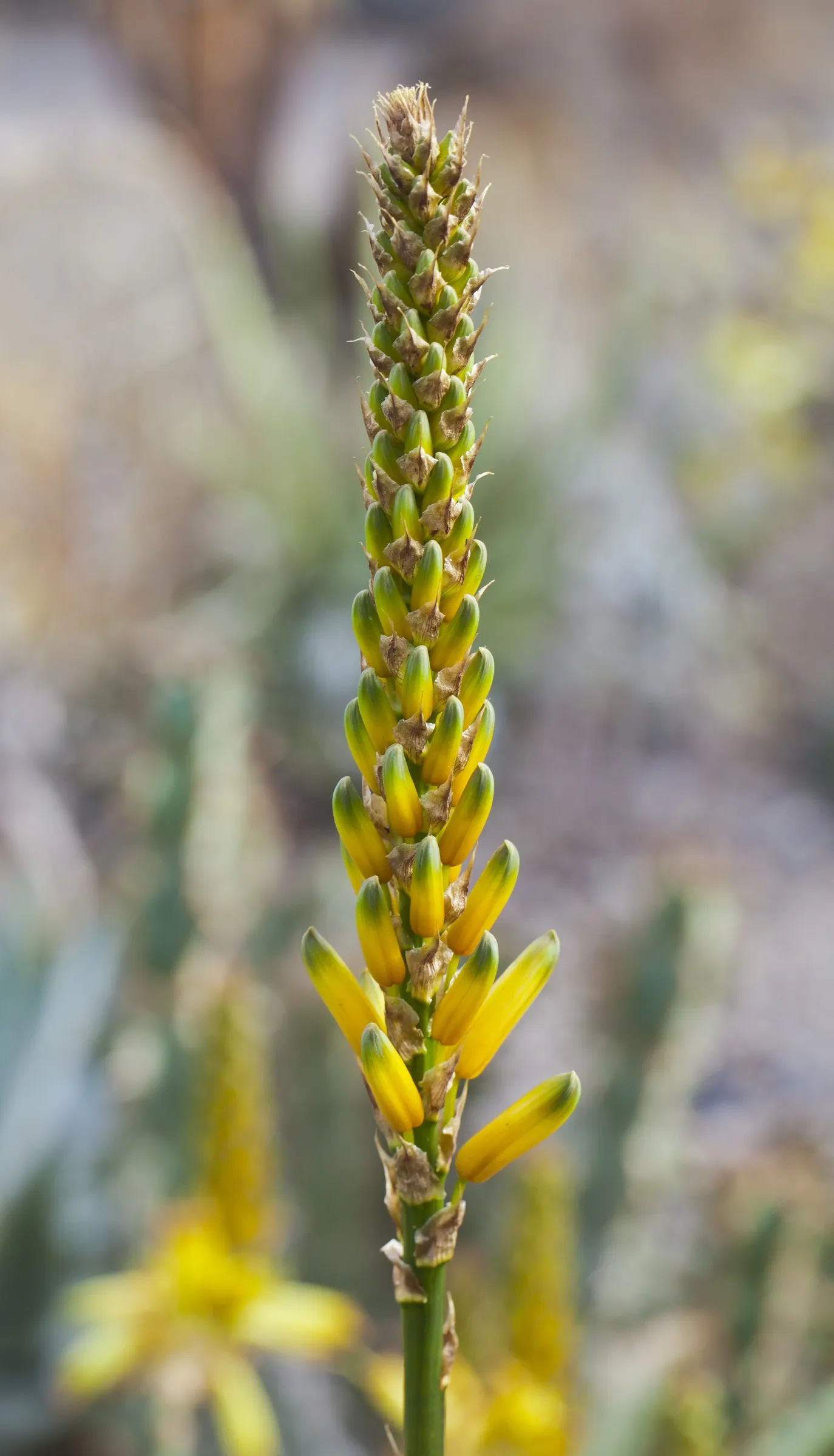 Wickens' Aloe (Aloe Wickensii) — succulent for full; consider this resilient aloe a captivating and eco-friendly choice for a dramatic and carefree garden