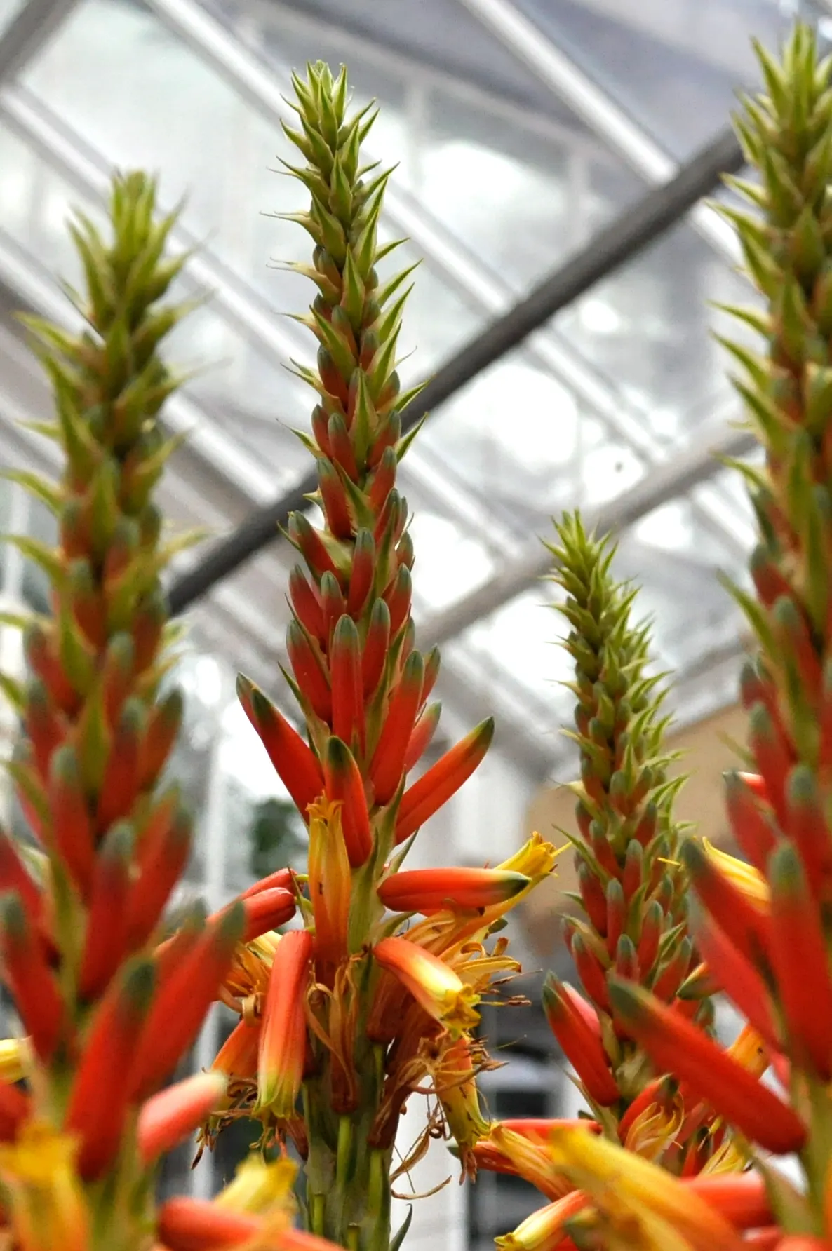 Wickens' Aloe (Aloe Wickensii) — This perennial features vibrant orange-red blooms on spikes up to 3 feet tall, emerging in winter; geelaalwyn produces robust