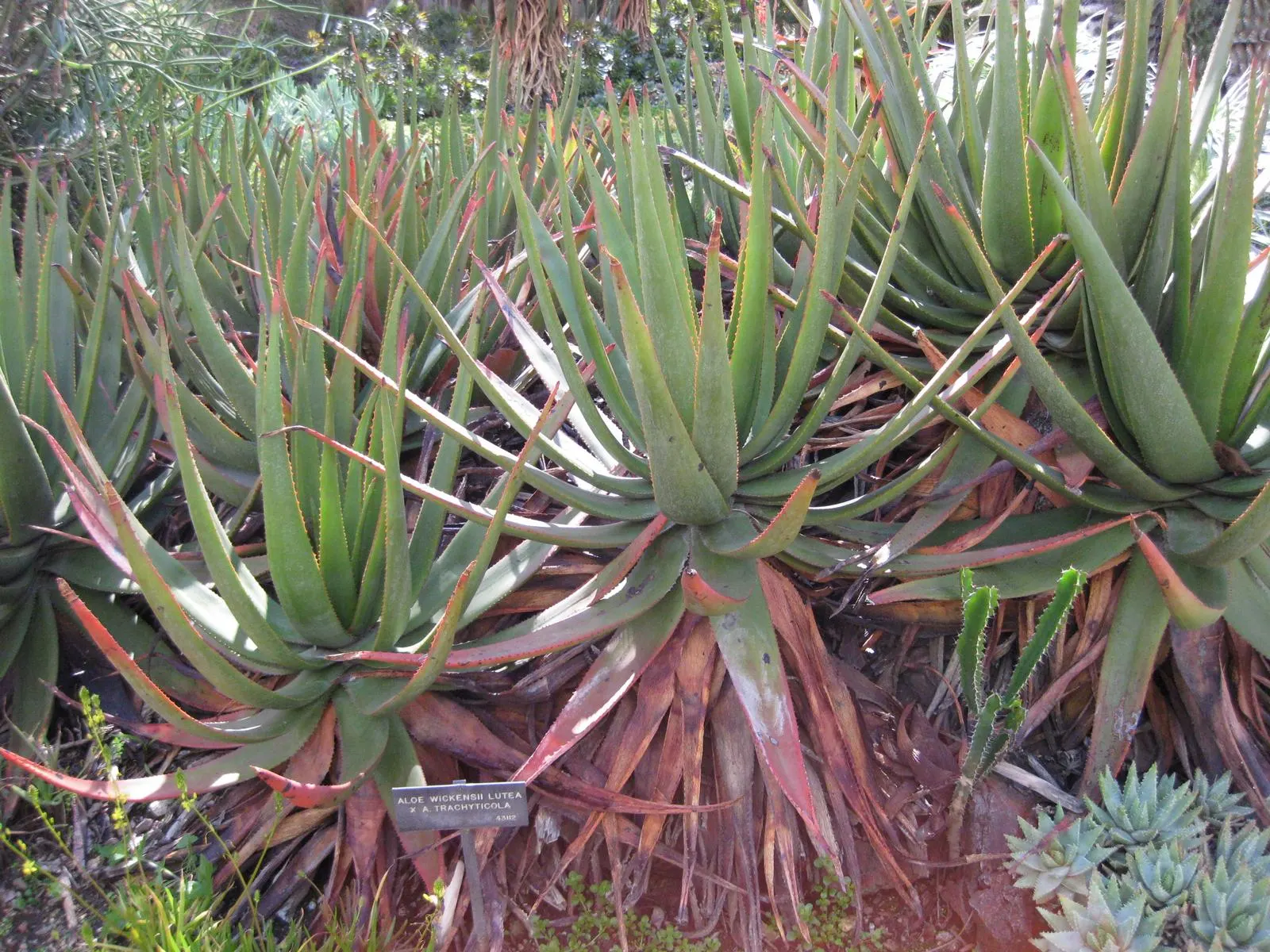 Wickens' Aloe (Aloe Wickensii) — Thriving in USDA zones 9-11, it requires full sun and well-drained soil; drought-tolerant, it's an excellent choice for