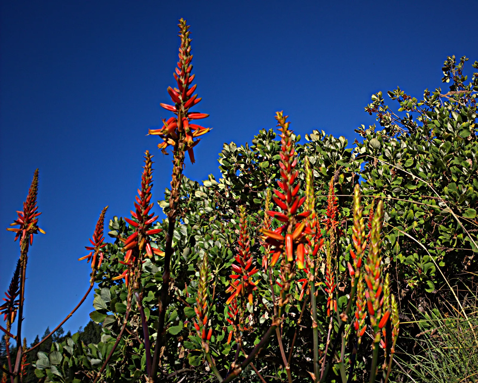 Wickens' Aloe (Aloe Wickensii) — creating a balanced rosette of fleshy; these inflorescences are laden with tubular