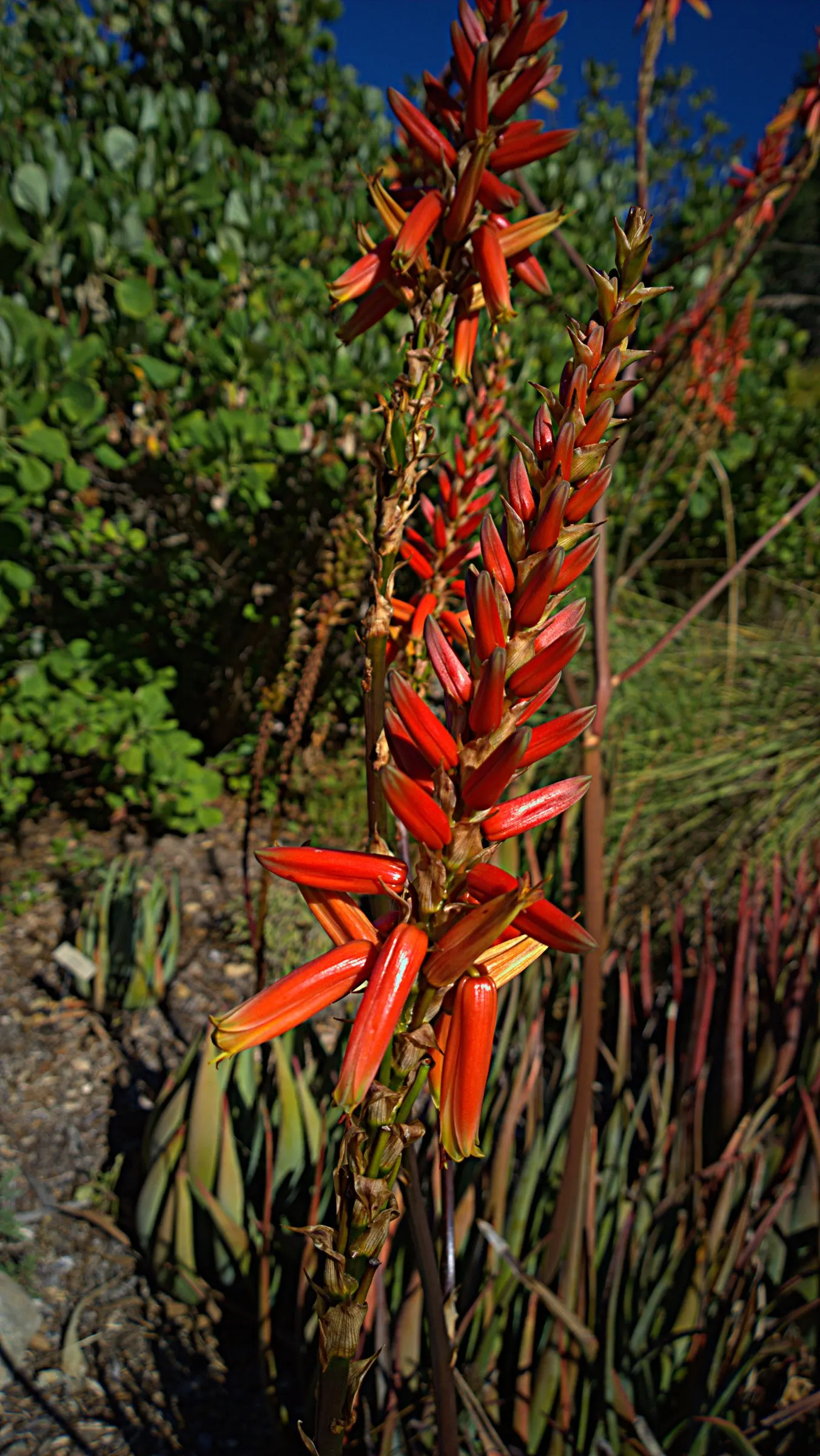 Wickens' Aloe (Aloe Wickensii) — red and yellow flowers in the garden