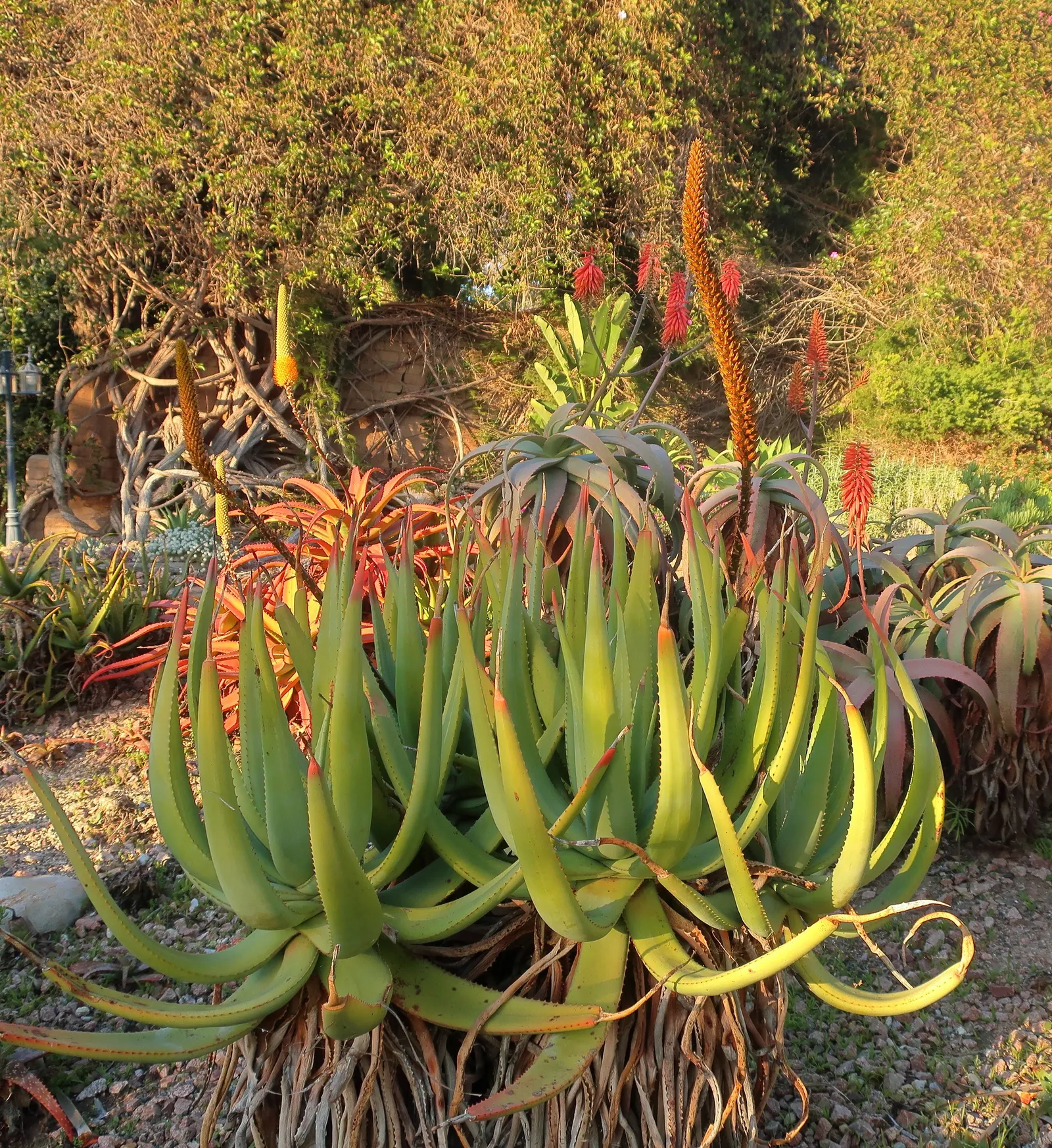 Wickens' Aloe (Aloe Wickensii) — This aloe can reach a height of approximately 18 to 24 inches with an equal spread; commonly referred to as Geelaalwyn