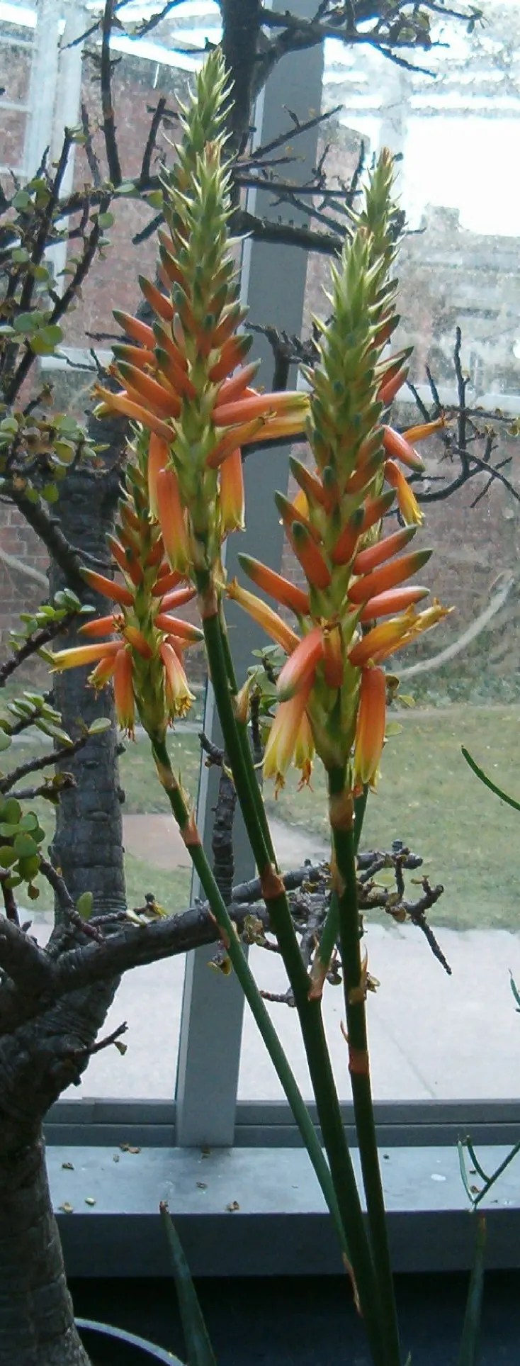 Wickens' Aloe (Aloe Wickensii) — These inflorescences are laden with tubular