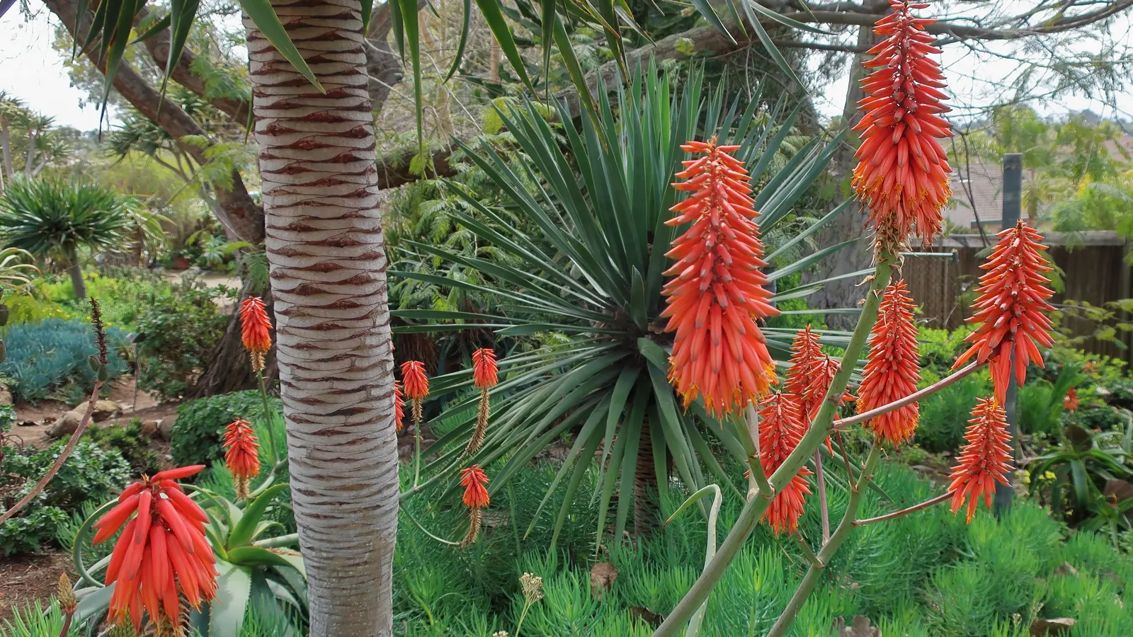 Wickens' Aloe (Aloe Wickensii) — succulent with red and yellow blooms; which can reach 0.25 inches in length.<br><br>During the winter to early spring months