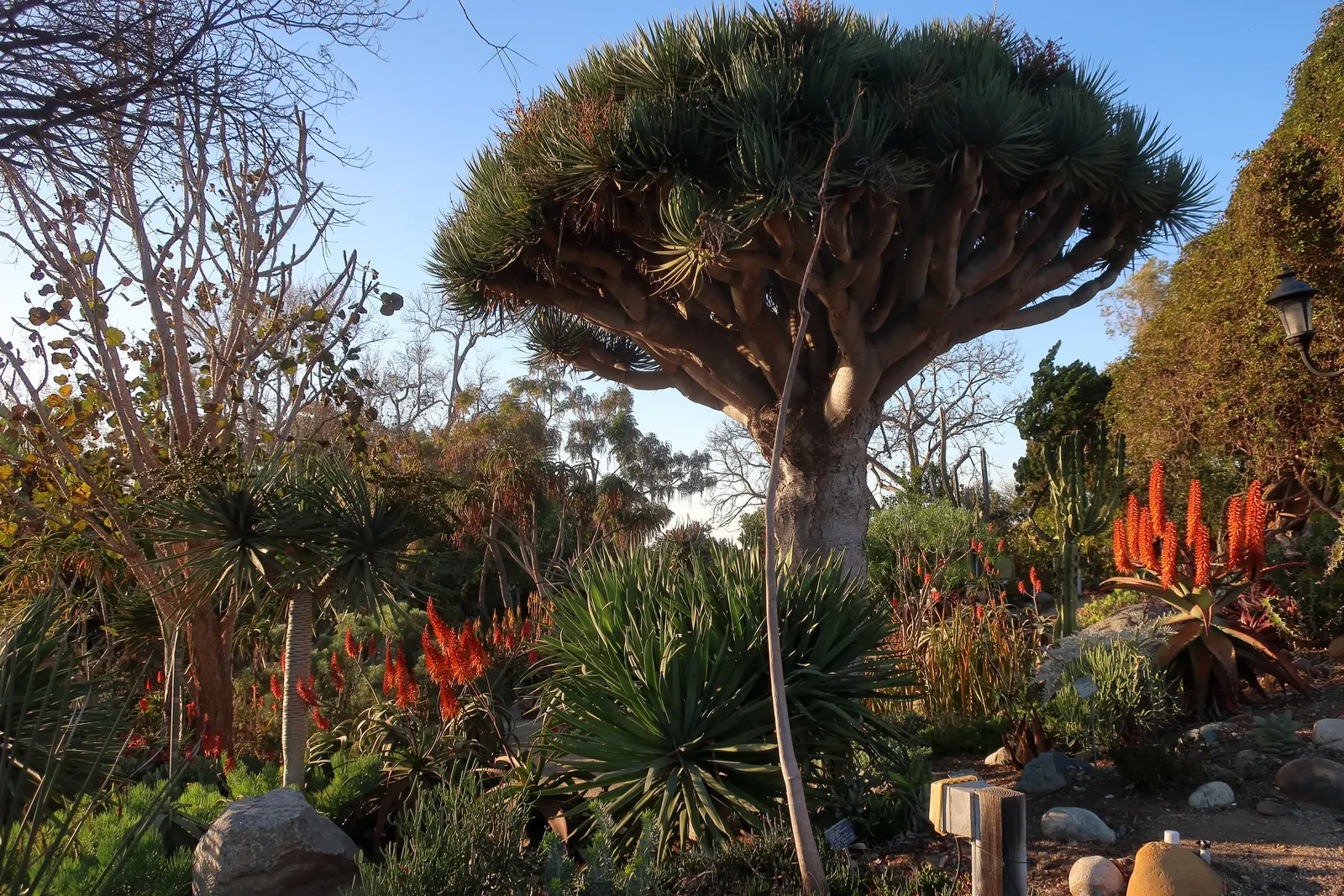 Wickens' Aloe (Aloe Wickensii) — Consider this resilient aloe a captivating and eco-friendly choice for a dramatic and carefree garden feature; it requires