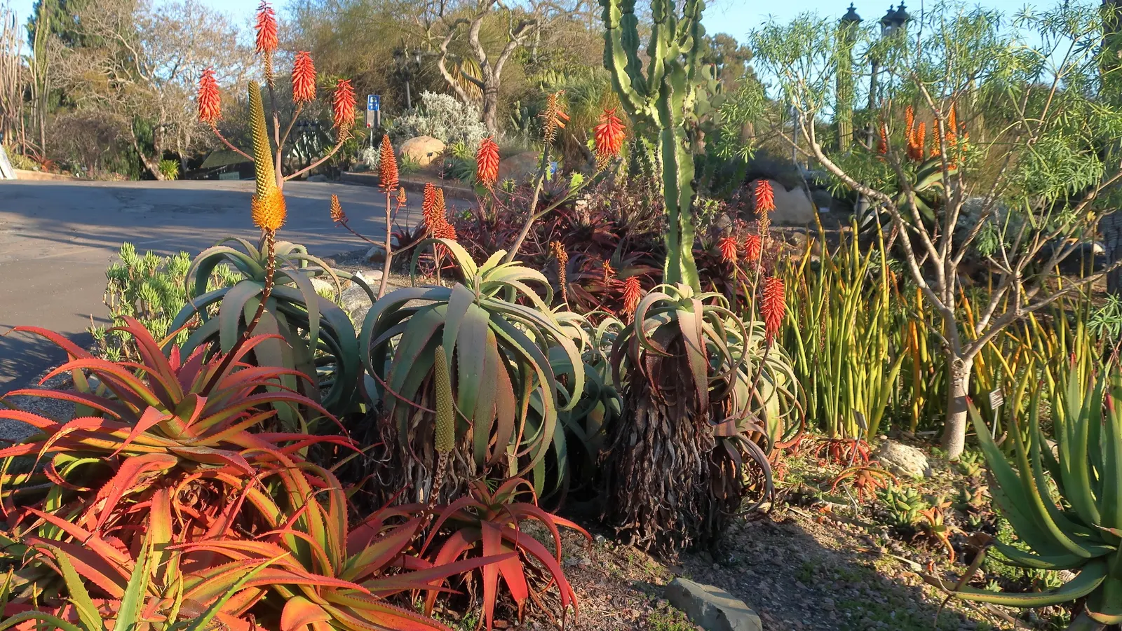 Wickens' Aloe (Aloe Wickensii) — which are a magnet for local pollinators like hummingbirds and bees; this perennial features vibrant orange-red blooms on
