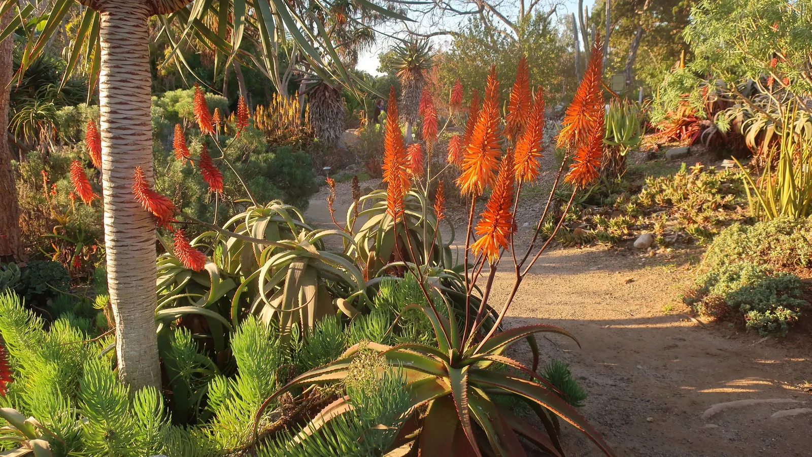 Wickens' Aloe (Aloe Wickensii) — It requires well-drained soil and thrives in full sun to light shade; the leaves are characterized by a grey-green hue and
