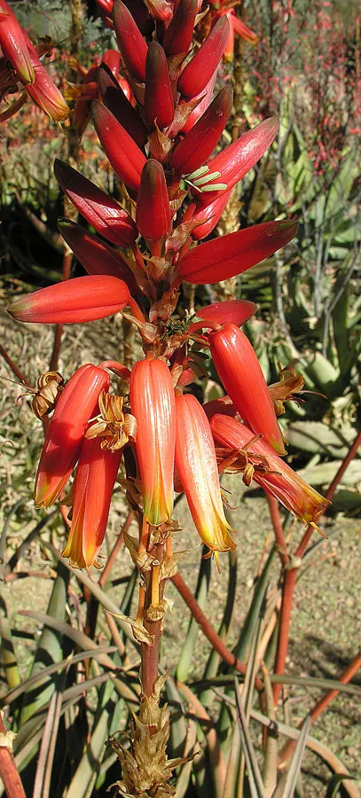 Wickens' Aloe (Aloe Wickensii) — Drought-tolerant, it's an excellent choice for xeriscaping or low-water gardens; vertical flowering stalks that can soar up to