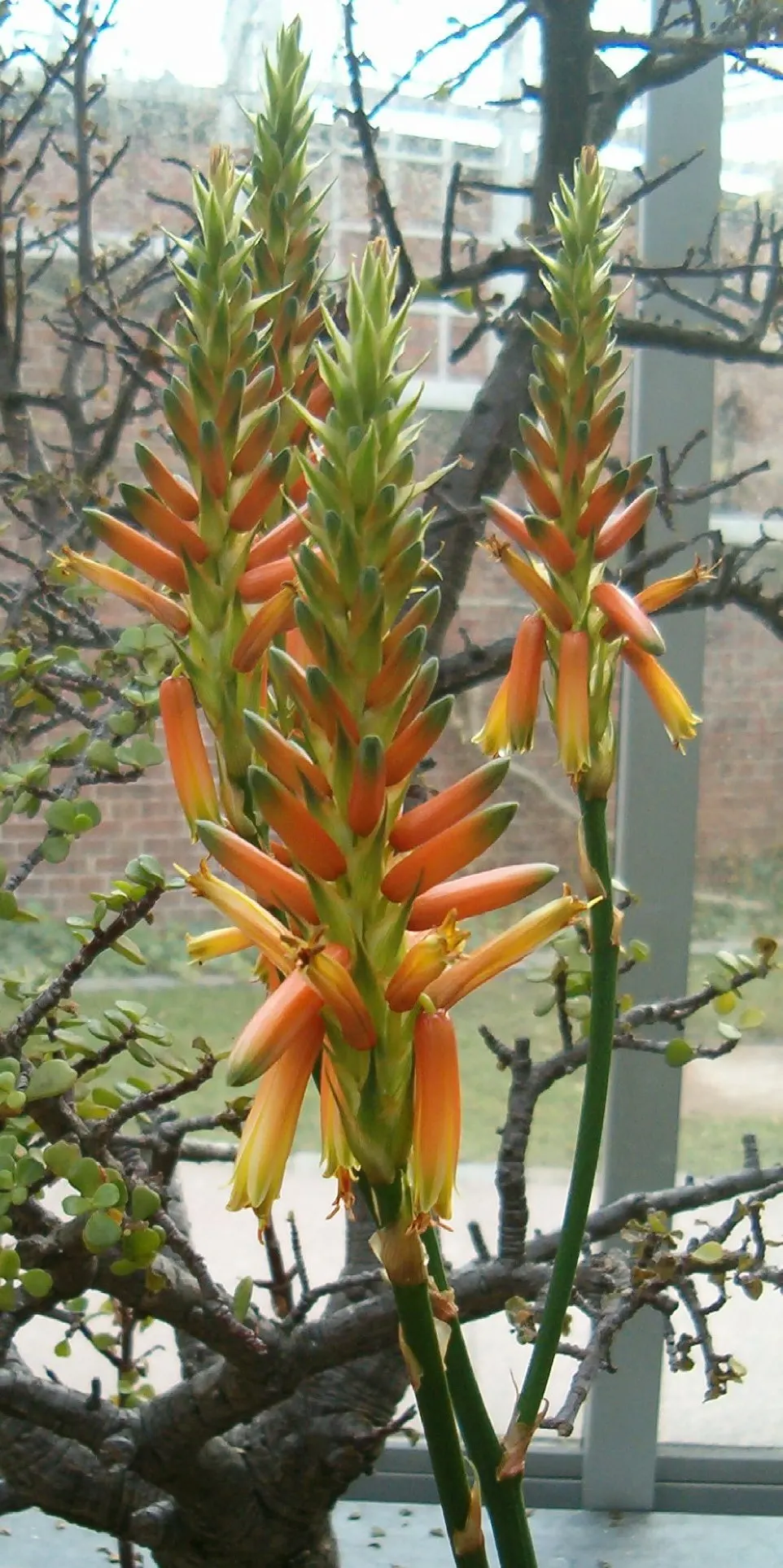 Wickens' Aloe (Aloe Wickensii) — vertical flowering stalks that can soar up to 3 feet above the foliage