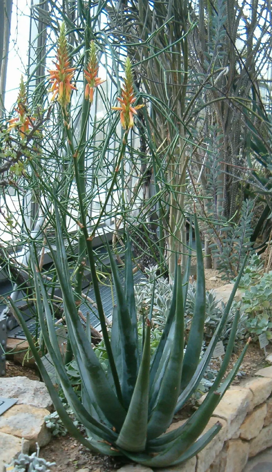 Wickens' Aloe (Aloe Wickensii) — Geelaalwyn produces robust