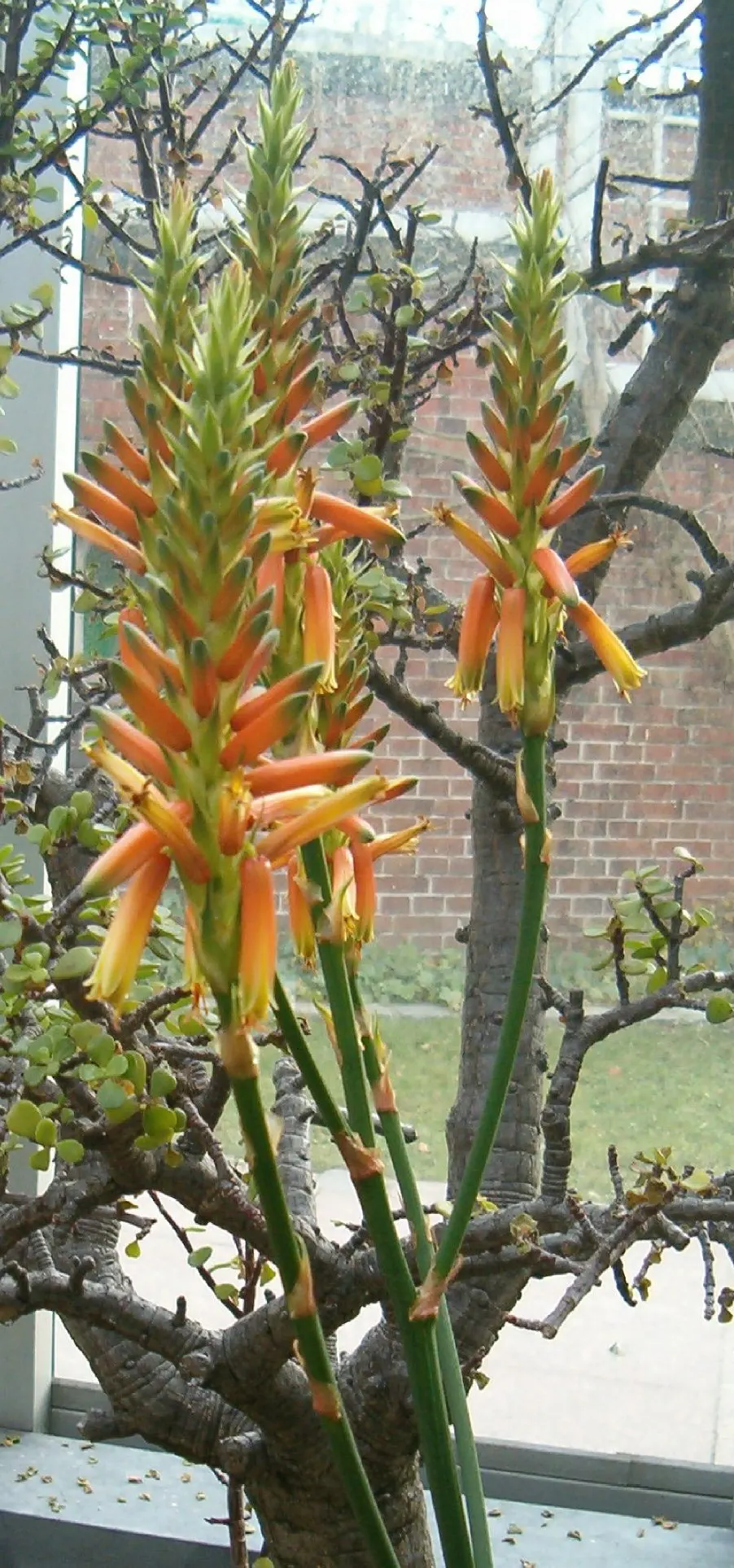 Wickens' Aloe (Aloe Wickensii) — bright orange to red flowers