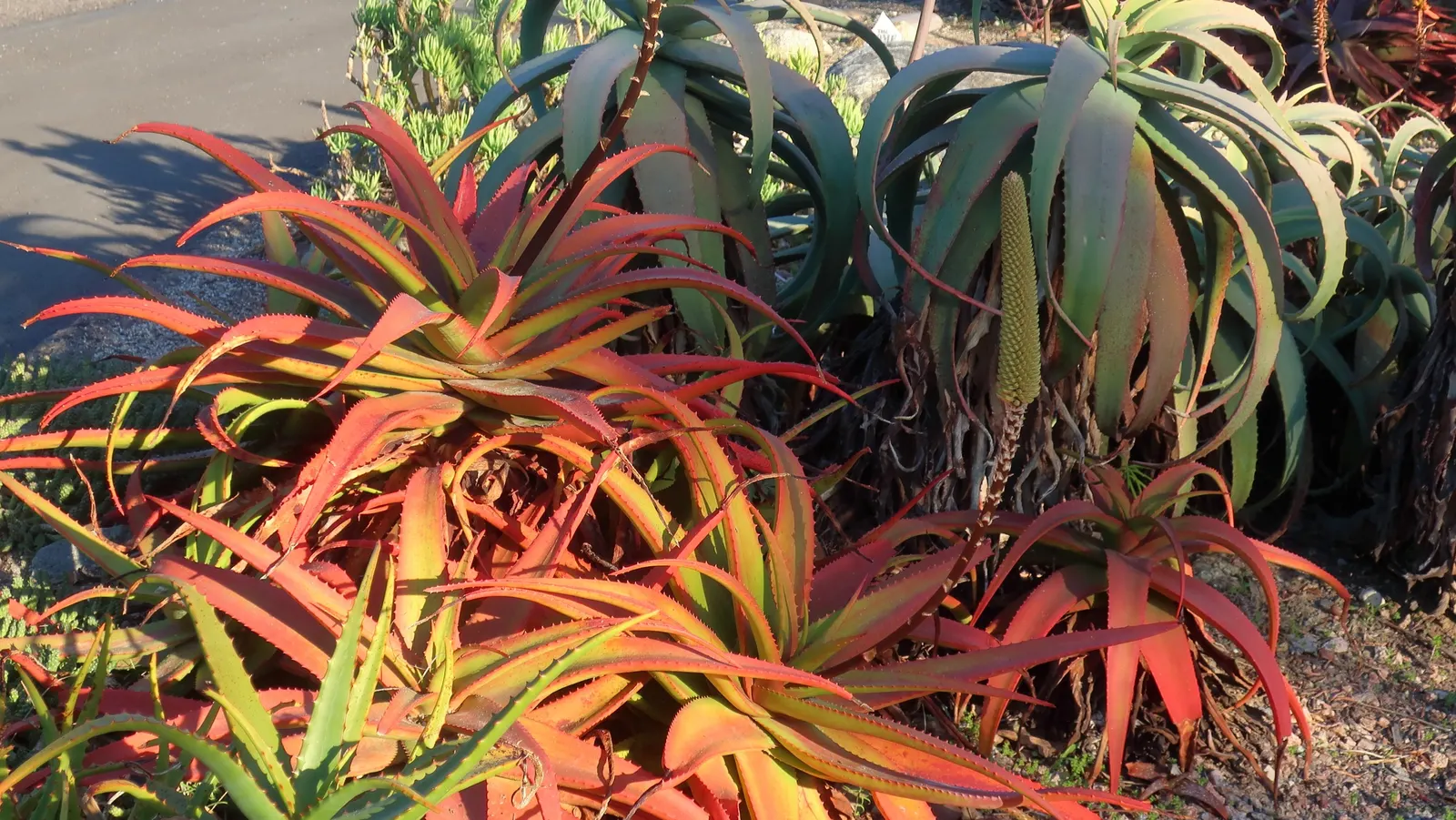 Wickens' Aloe (Aloe Wickensii) — which can reach 0.25 inches in length.<br><br>During the winter to early spring months; this aloe can reach a height of