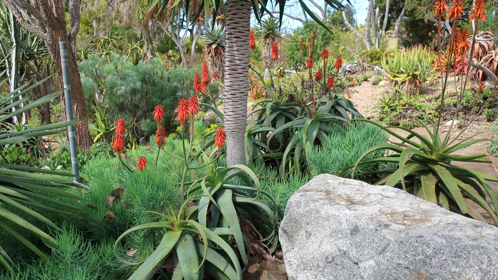 Wickens' Aloe (Aloe Wickensii) — red and yellow flowers in the garden; the grey-green rosettes span roughly 18 inches, adding sculptural interest to arid