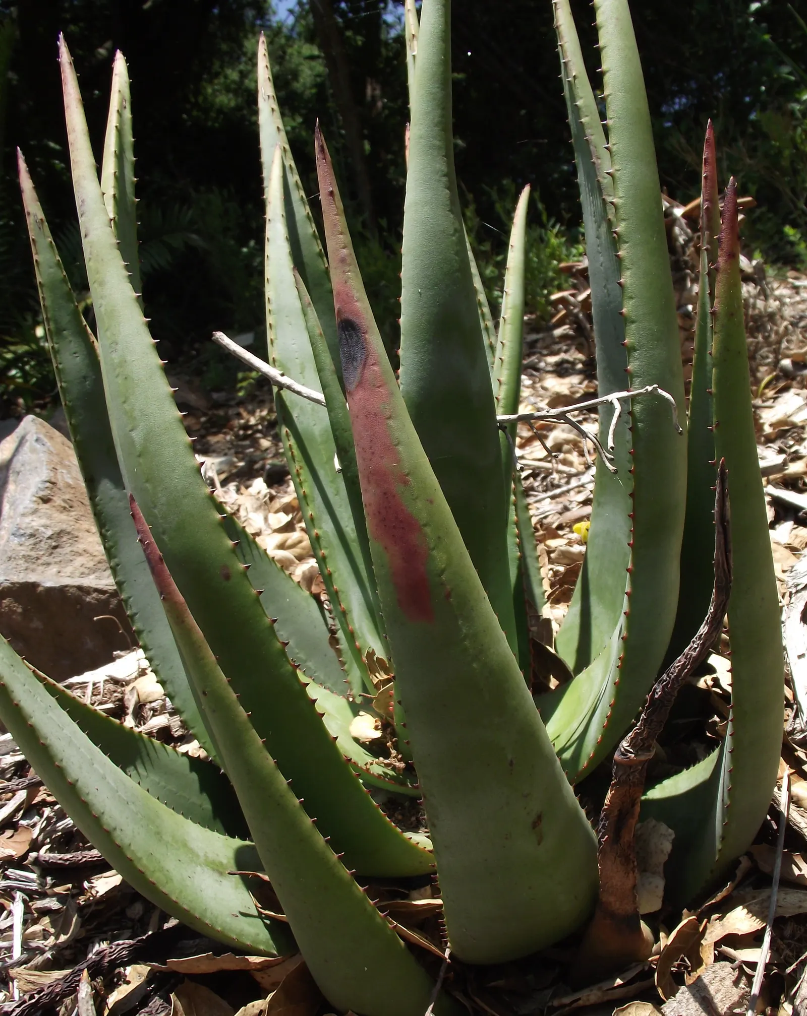 Wickens' Aloe (Aloe Wickensii) — The leaves are characterized by a grey-green hue and adorned with white to pale green teeth along the edges