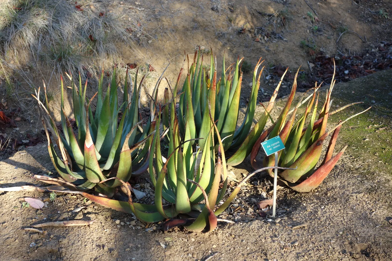Wickens' Aloe (Aloe Wickensii) — which can reach 0.25 inches in length.<br><br>During the winter to early spring months