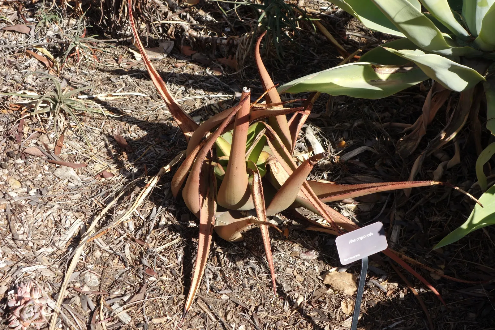 Wickens' Aloe (Aloe Wickensii) — Drought-tolerant, it's an excellent choice for xeriscaping or low-water gardens