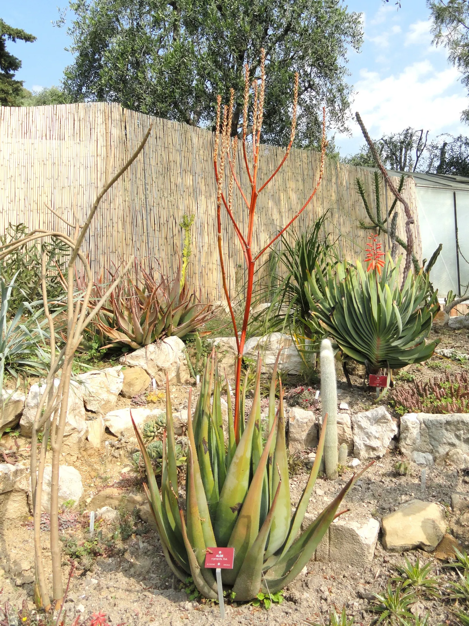 Wickens' Aloe (Aloe Wickensii) — creating a balanced rosette of fleshy