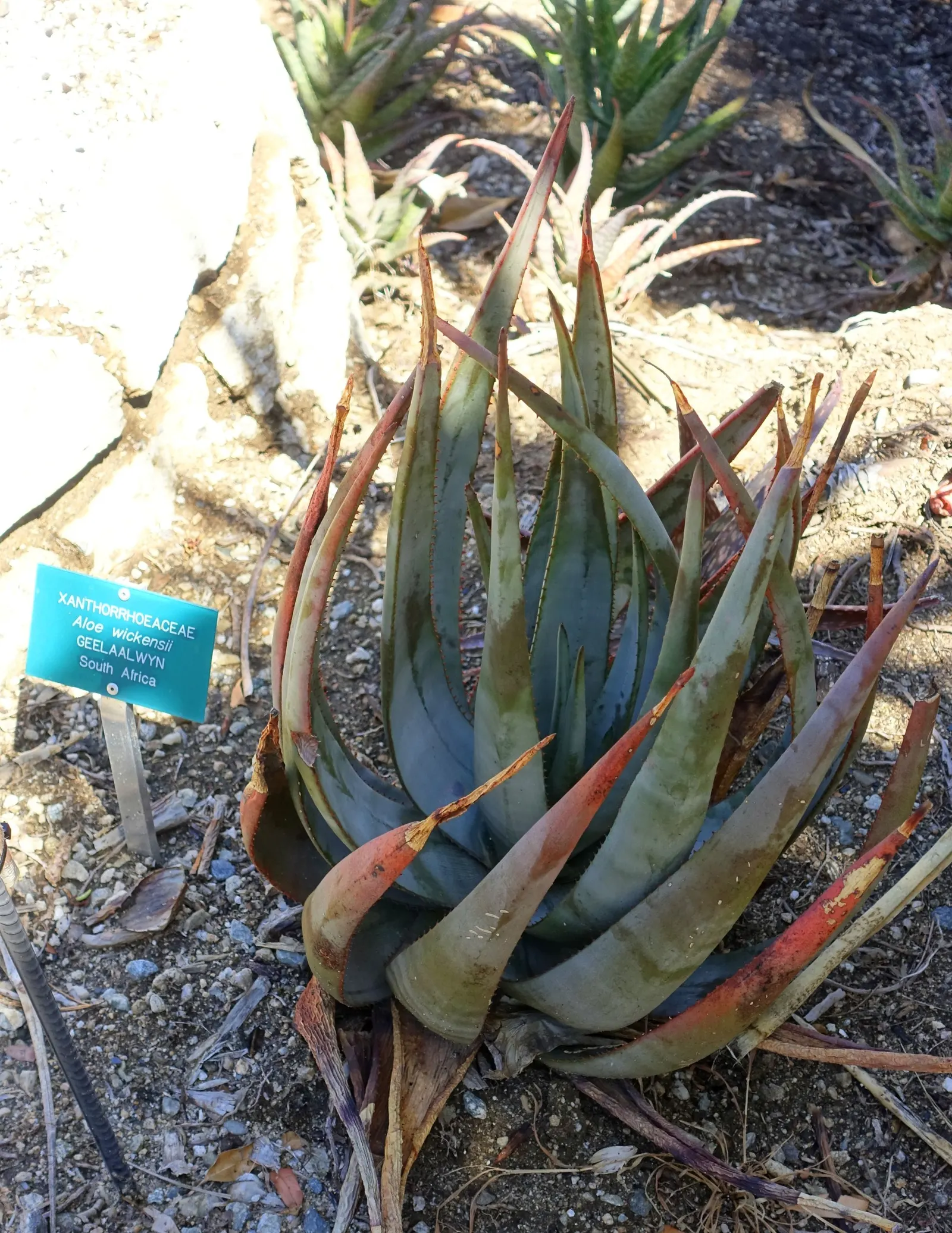 Wickens' Aloe (Aloe Wickensii) — commonly referred to as Geelaalwyn; succulent with red and yellow blooms