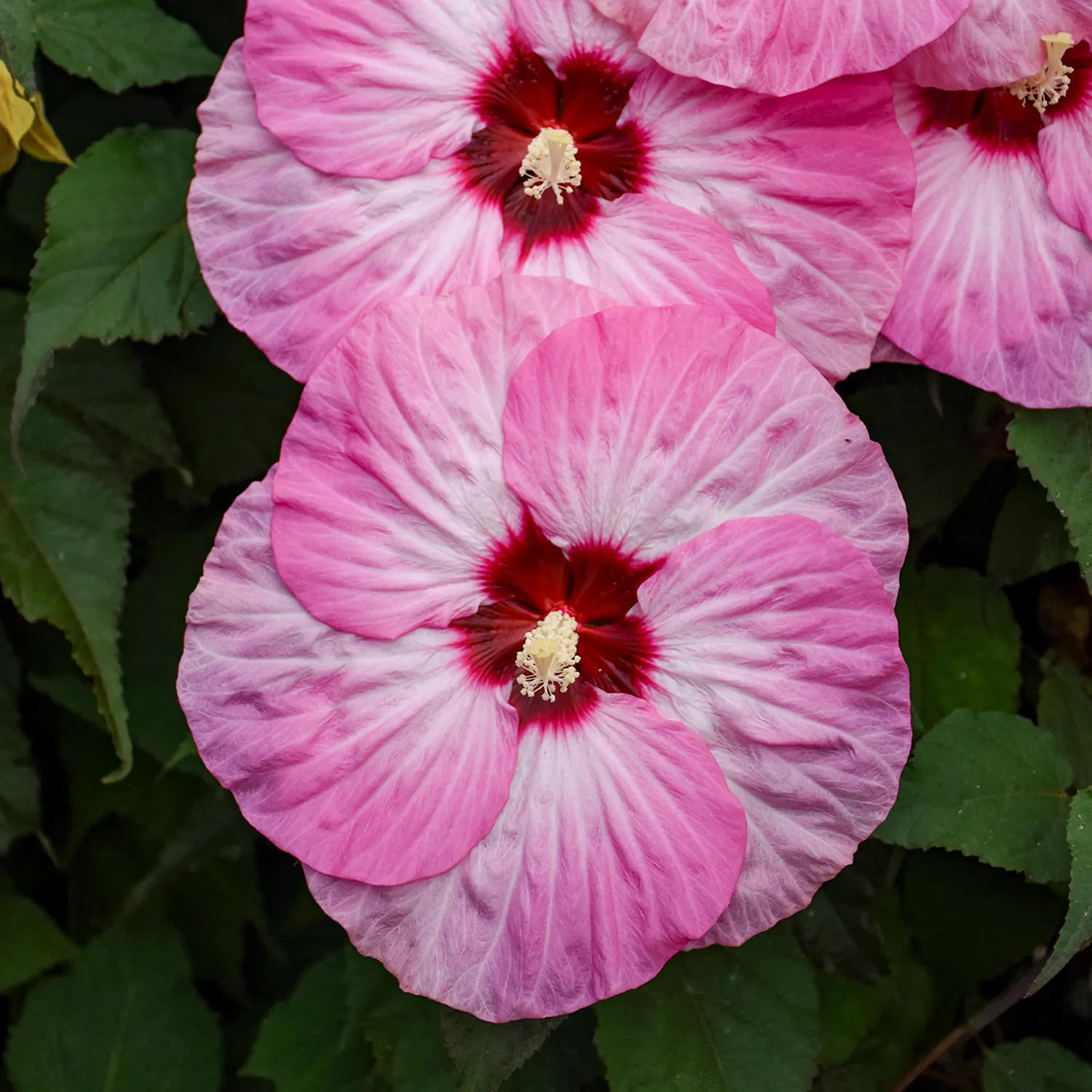 'Spinderella' Rose Mallow (Hibiscus hybrid) — Dark green foliage forms a dense, rounded plant reaching 48-54 inches tall and 54-60 inches wide