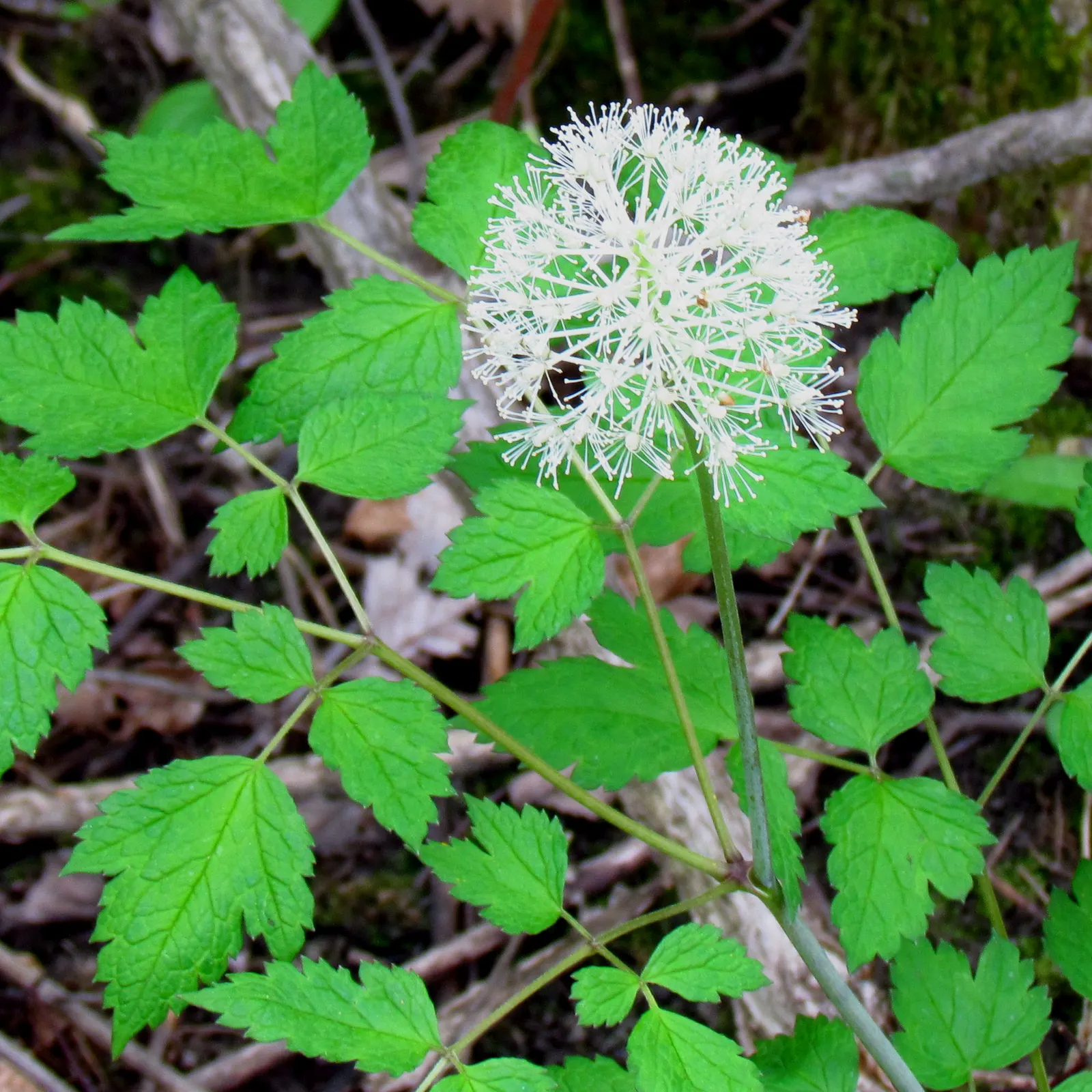 White Baneberry (Actaea Pachypoda) — terminal clusters called racemes