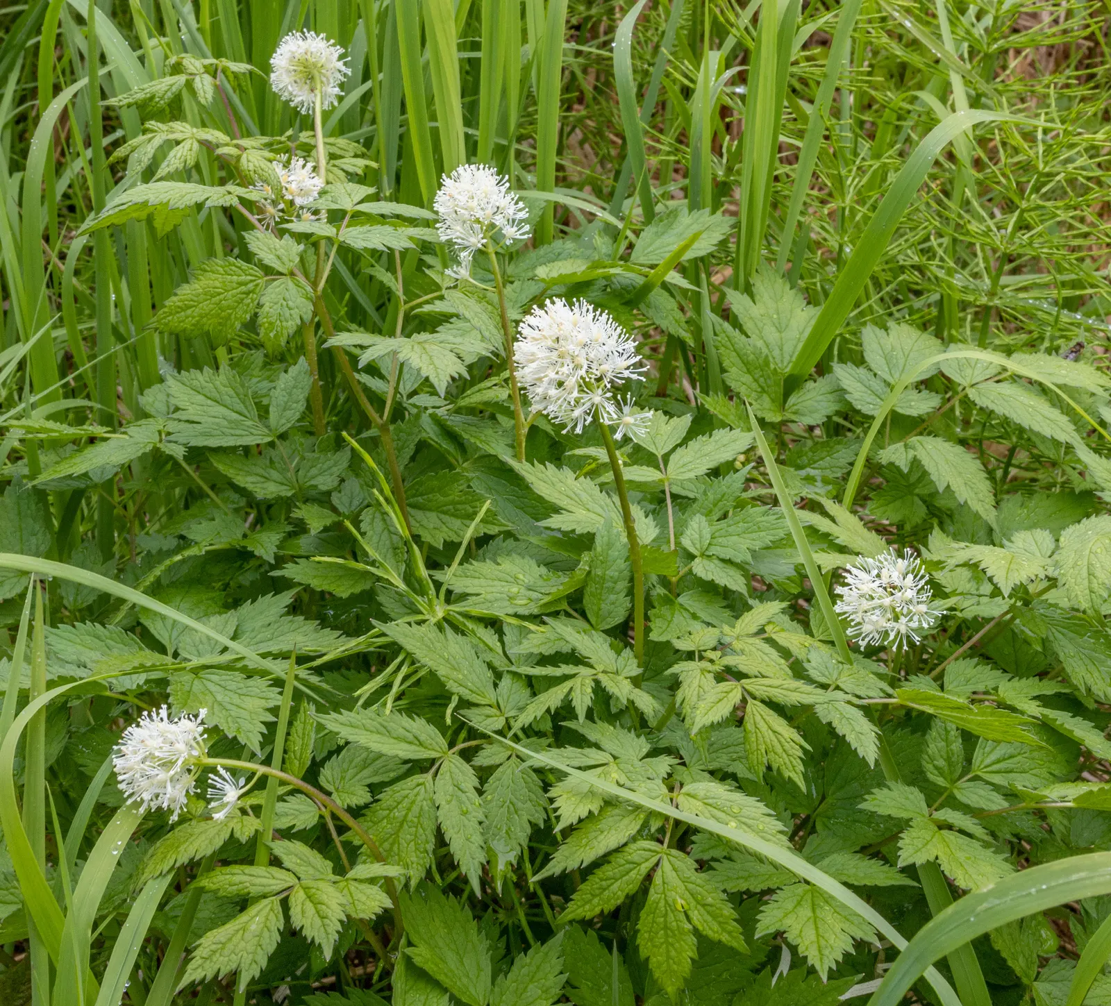 White Baneberry (Actaea Pachypoda) — white flowers in the garden; white baneberry flourishes in rich, image 76