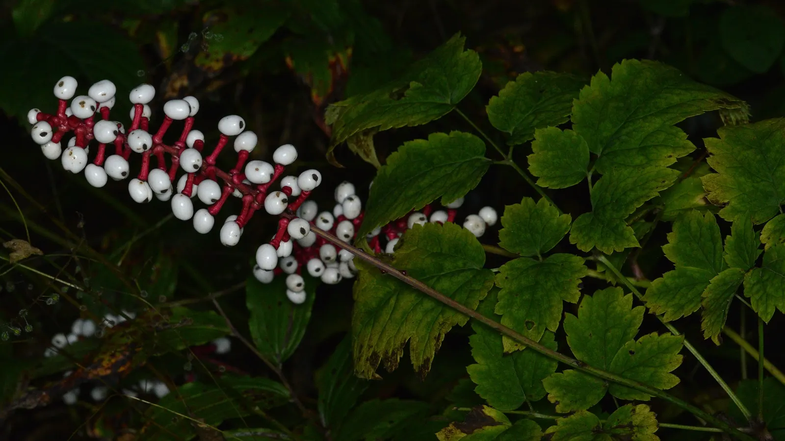 White Baneberry (Actaea Pachypoda) — the plant is toxic and best suited for woodland gardens away from children and pets; its foliage adds texture, image 57
