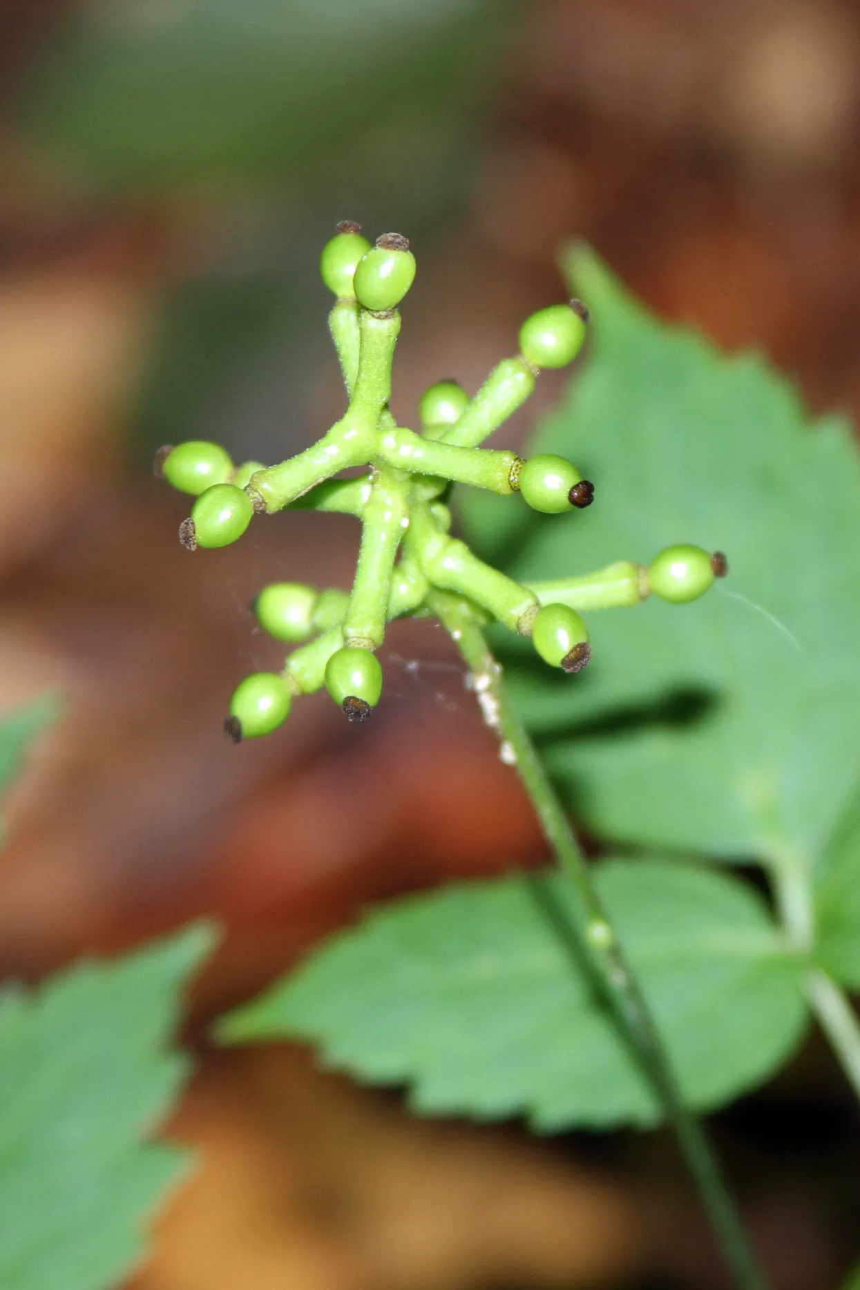 White Baneberry (Actaea Pachypoda) — offering a striking contrast.<br><br>However; perennial for deep shade or shade, image 71