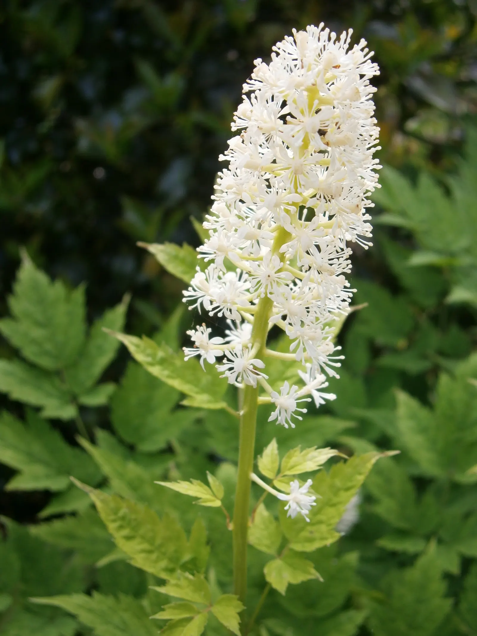 White Baneberry (Actaea Pachypoda) — Notable for its striking white berries on thick red pedicels after spring blooming