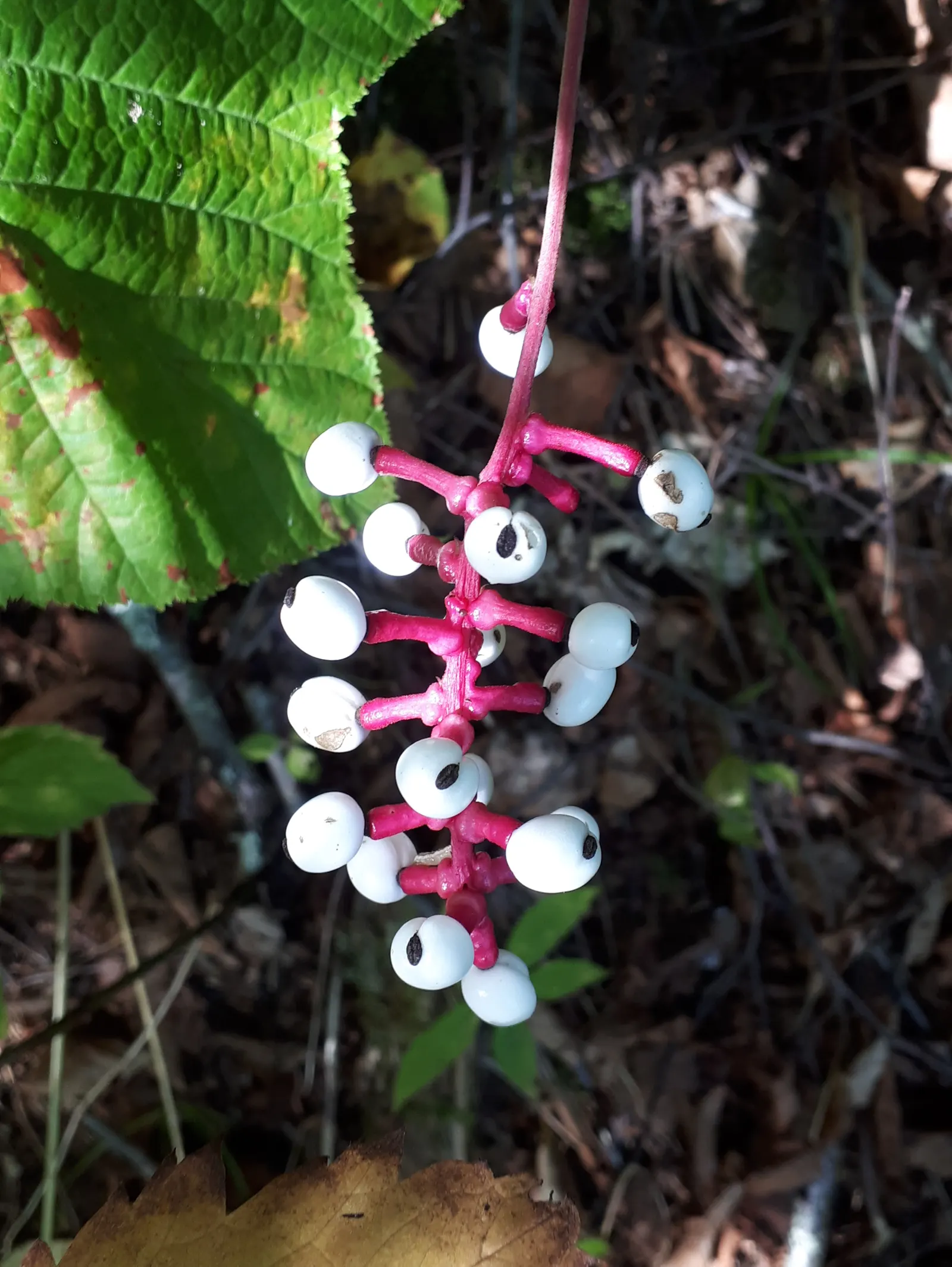 White Baneberry (Actaea Pachypoda) — These berries are perched atop thick; offering a striking contrast.<br><br>However