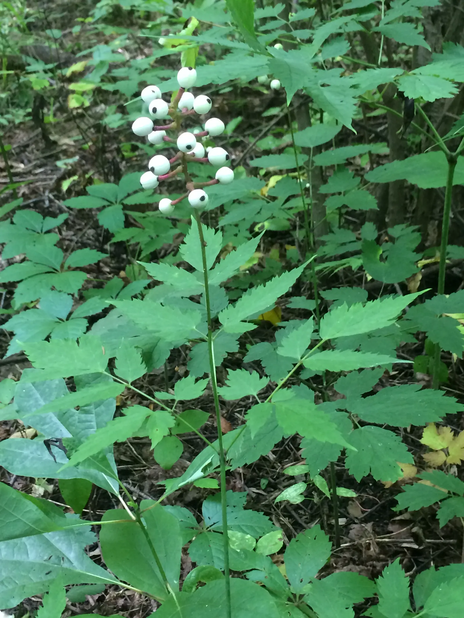 White Baneberry (Actaea Pachypoda) — The foliage comprises compound leaves with toothed leaflets