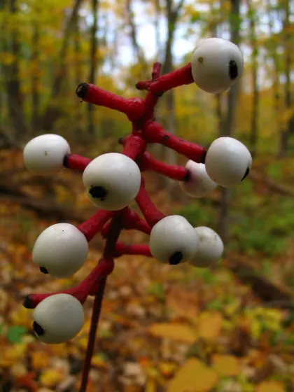 White Baneberry (Actaea Pachypoda) — the plant is toxic and best suited for woodland gardens away from children and pets; its foliage adds texture to shade