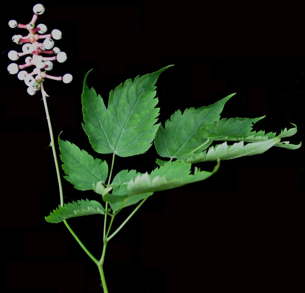White Baneberry (Actaea Pachypoda) — deep green texture throughout the growing season