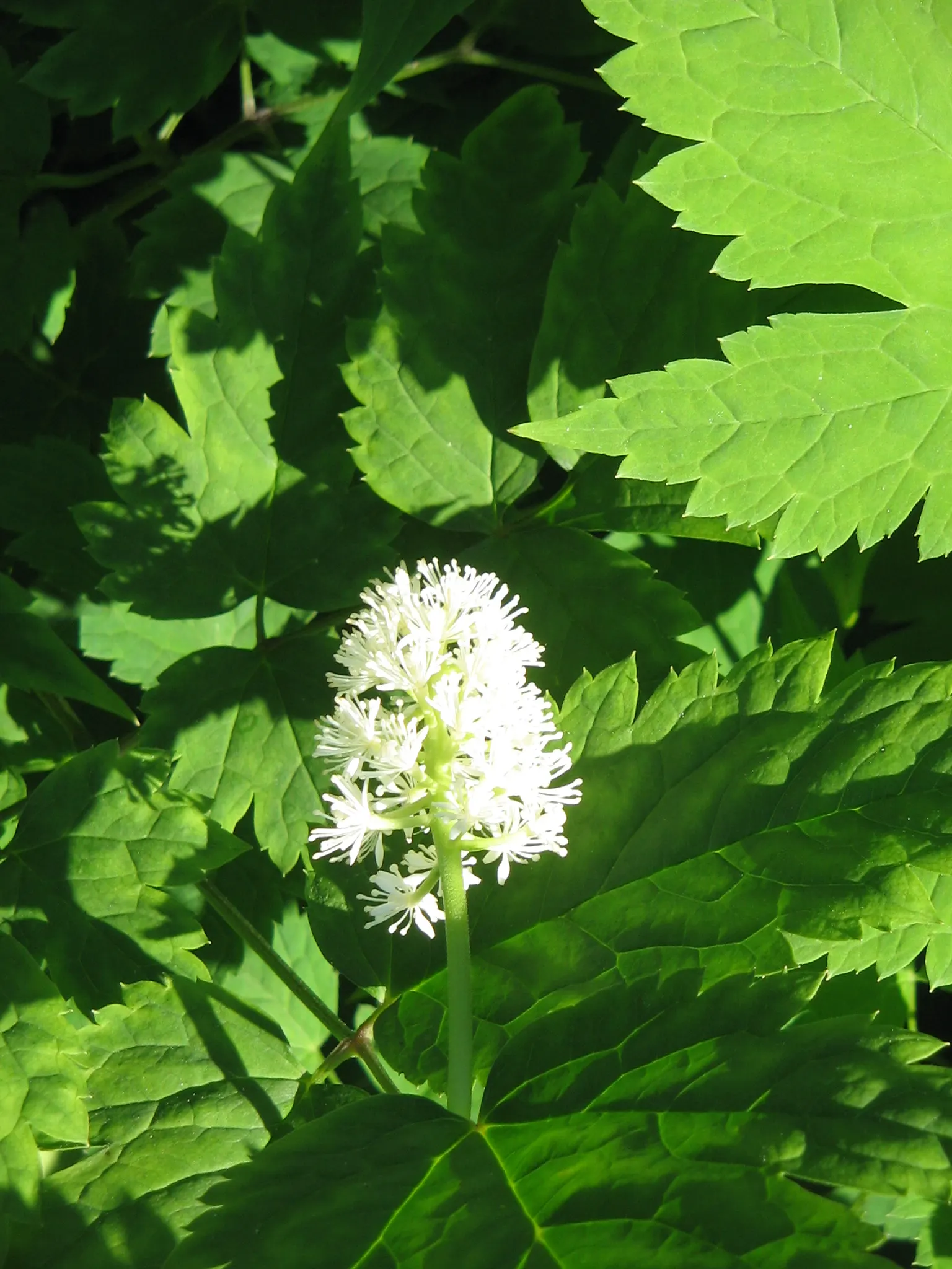 White Baneberry (Actaea Pachypoda) — well-drained soil and prefers a spot with partial to full shade; which can reach up to 6 inches in length