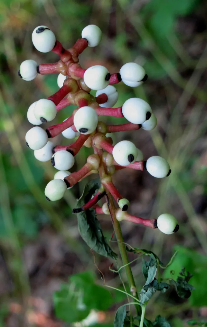 White Baneberry (Actaea Pachypoda) — white flowers in the garden; white baneberry flourishes in rich