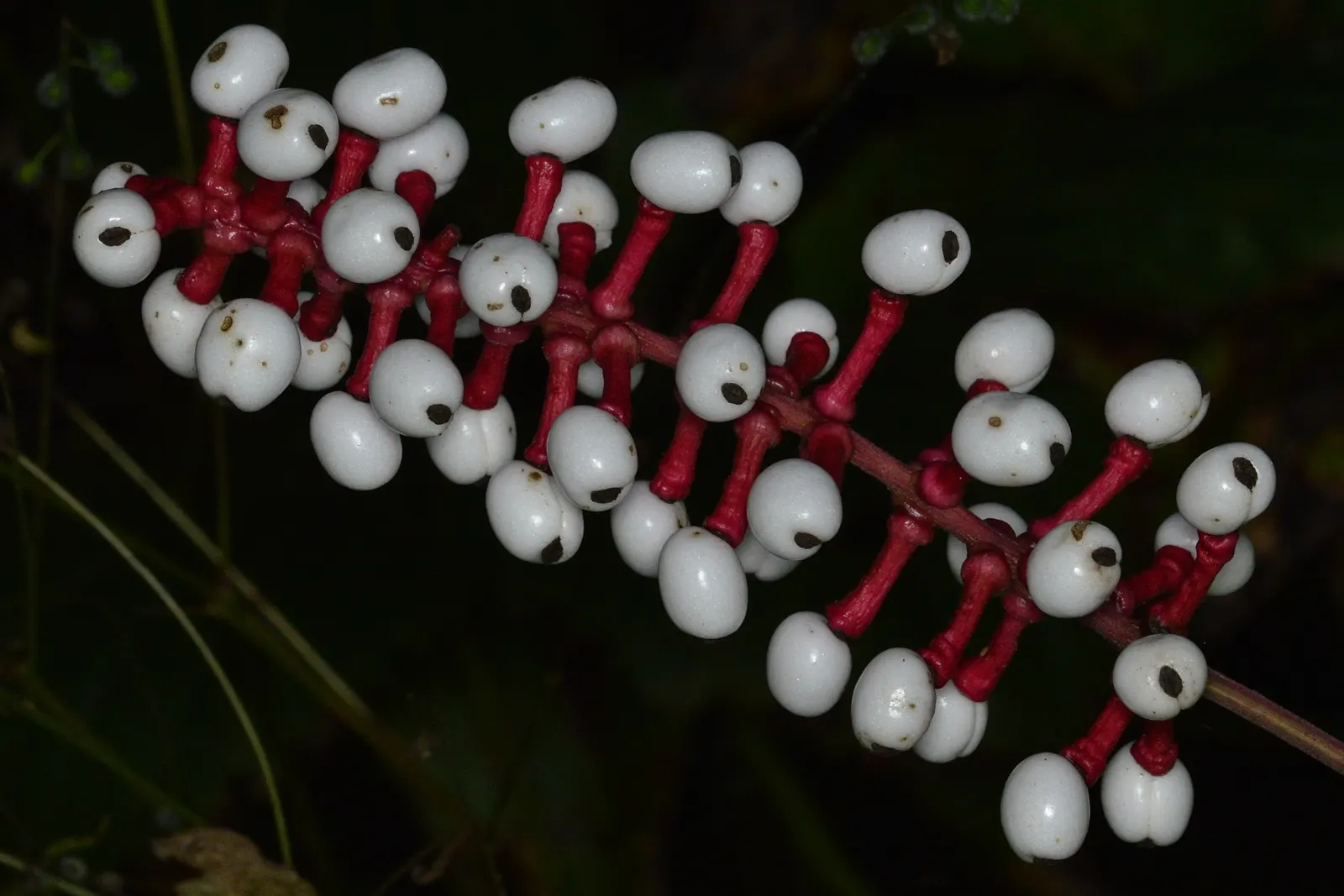 White Baneberry (Actaea Pachypoda) — It thrives in partial to full shade and prefers moist, fertile soil; these berries are perched atop thick, image 55