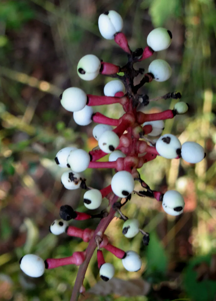 White Baneberry (Actaea Pachypoda) — The foliage comprises compound leaves with toothed leaflets; a critical point to note if the landscape is, image 74