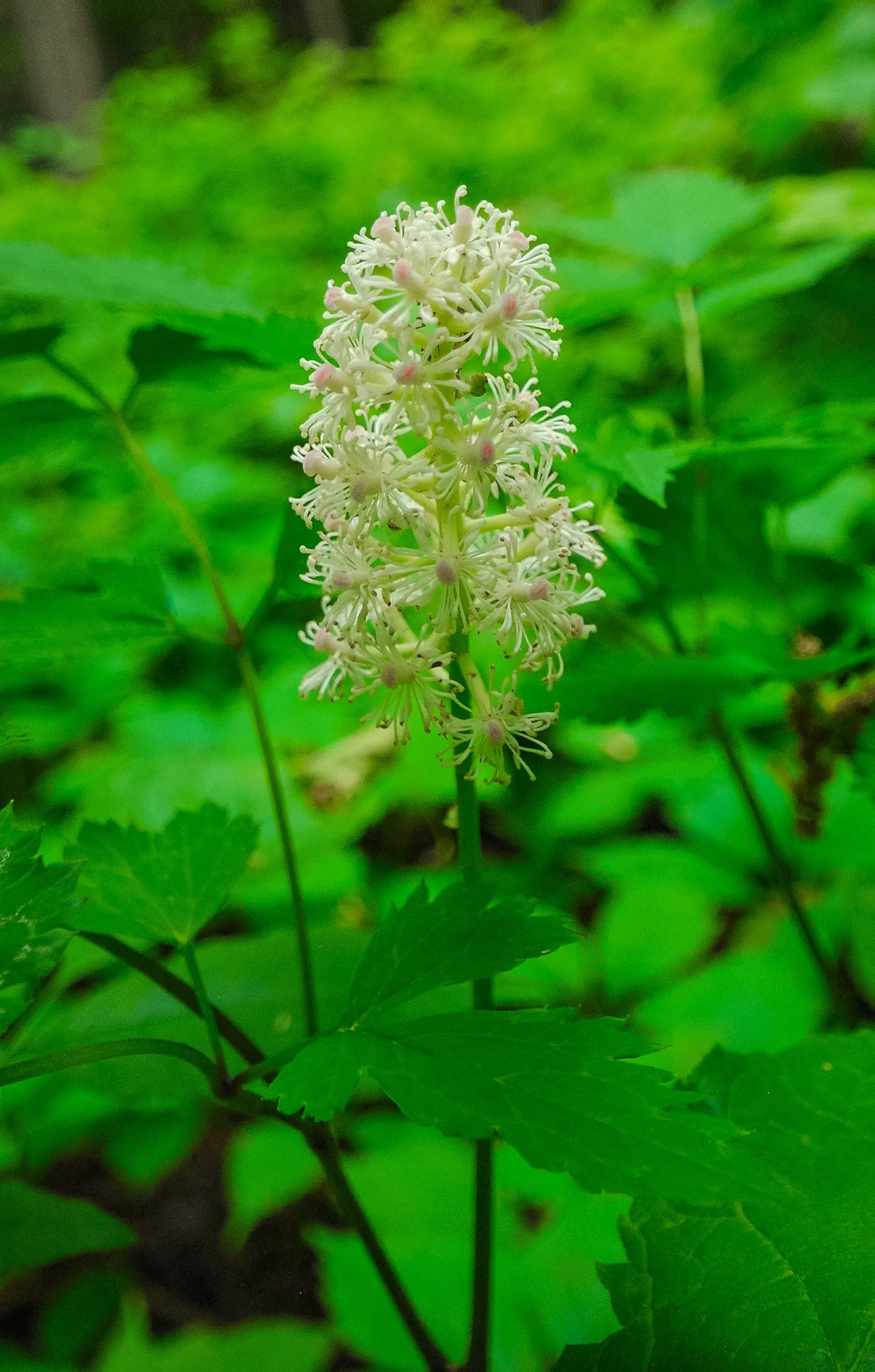 White Baneberry (Actaea Pachypoda) — well-drained soil and prefers a spot with partial to full shade