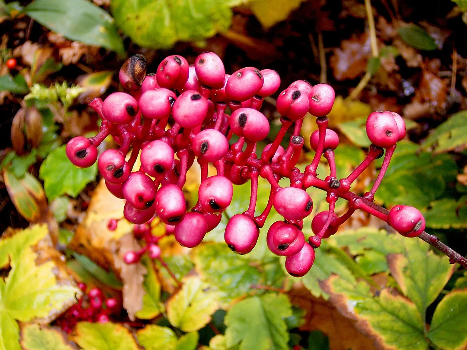 White Baneberry (Actaea Pachypoda) — perennial with white blooms; the flowers give way to the distinctly eye-catching fruit - pearl-like berries with a
