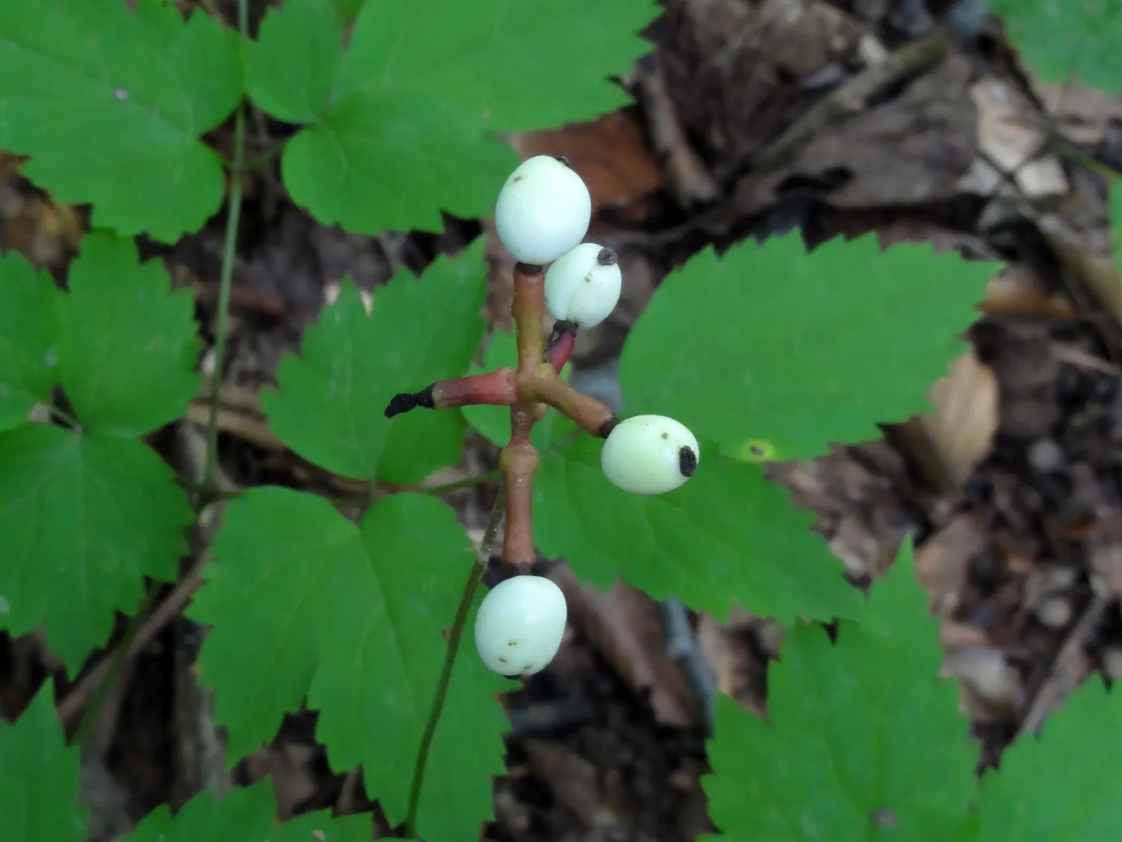 White Baneberry (Actaea Pachypoda) — a critical point to note if the landscape is accessible to children or pets; terminal clusters called racemes, image 73