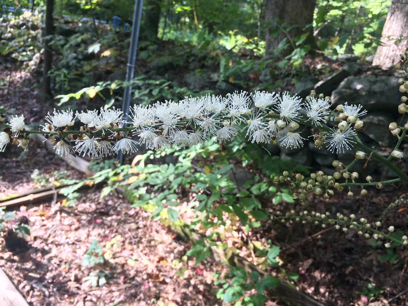 White Baneberry (Actaea Pachypoda) — reminiscent of the pupil of an eye; north-facing sides of buildings.<br><br>In spring, image 69