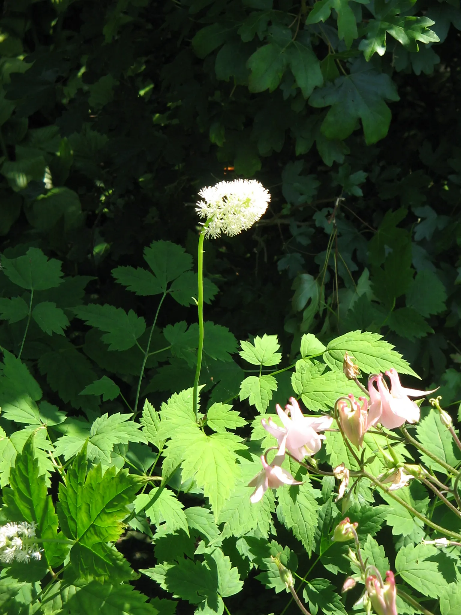 White Baneberry (Actaea Pachypoda) — perennial for deep shade or shade