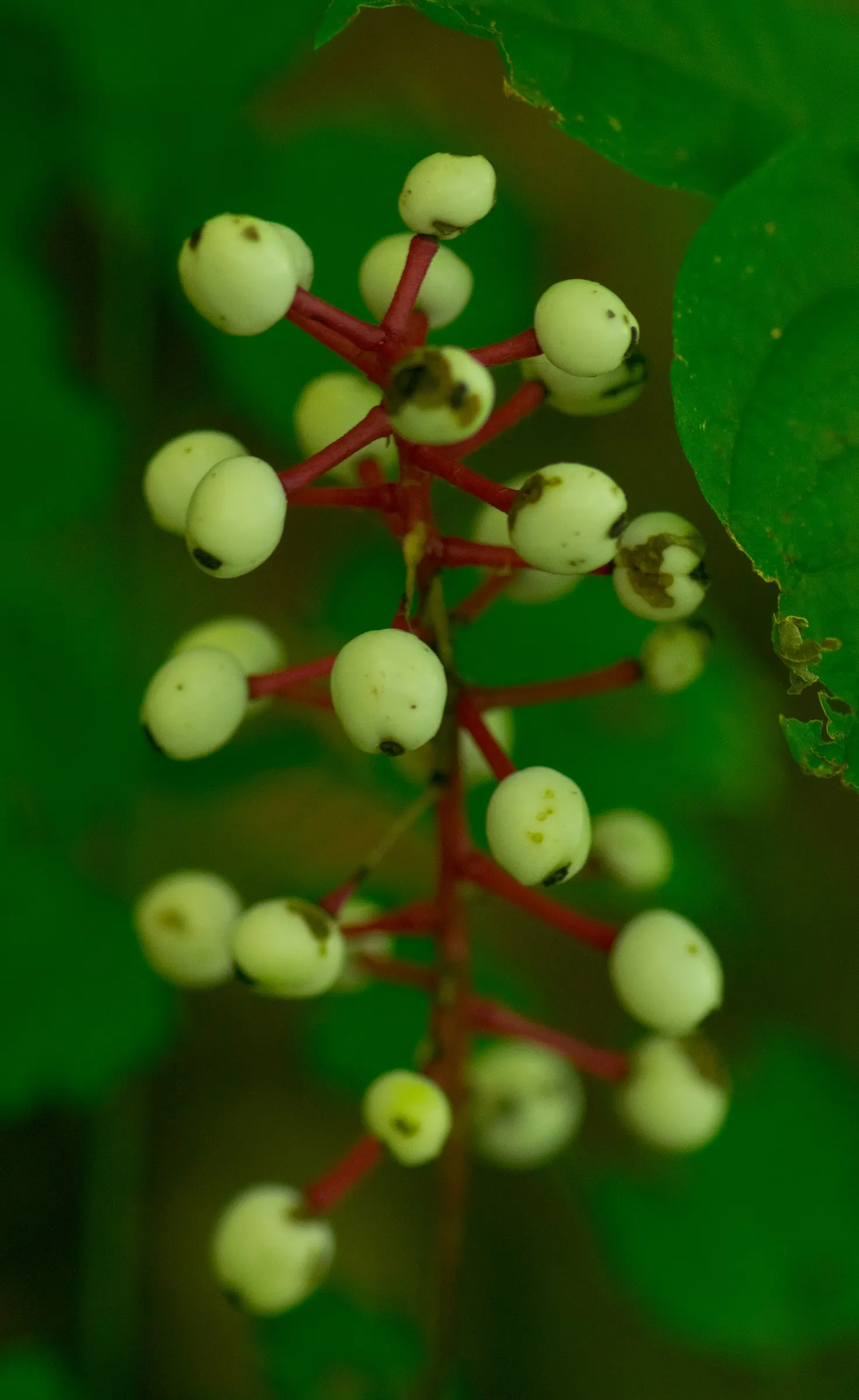 White Baneberry (Actaea Pachypoda) — Notable for its striking white berries on thick red pedicels after spring blooming; perennial with white blooms
