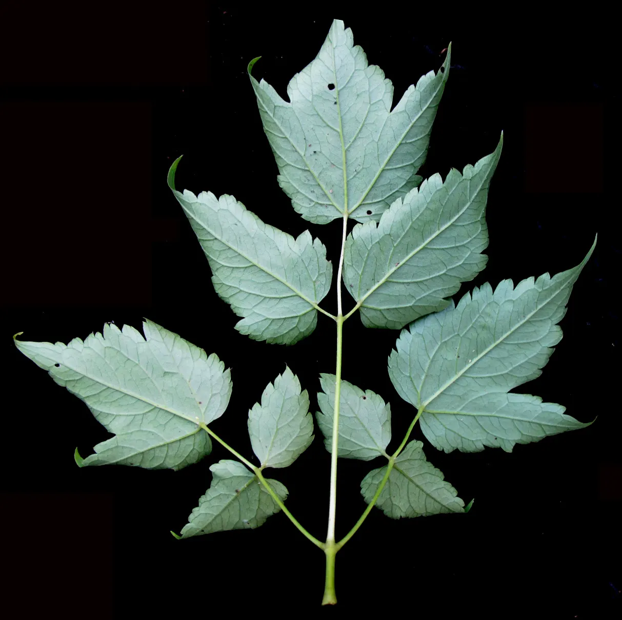 White Baneberry (Actaea Pachypoda) — Actaea pachypoda produces small white flowers on dense; well-drained soil and prefers a spot with partial to, image 65