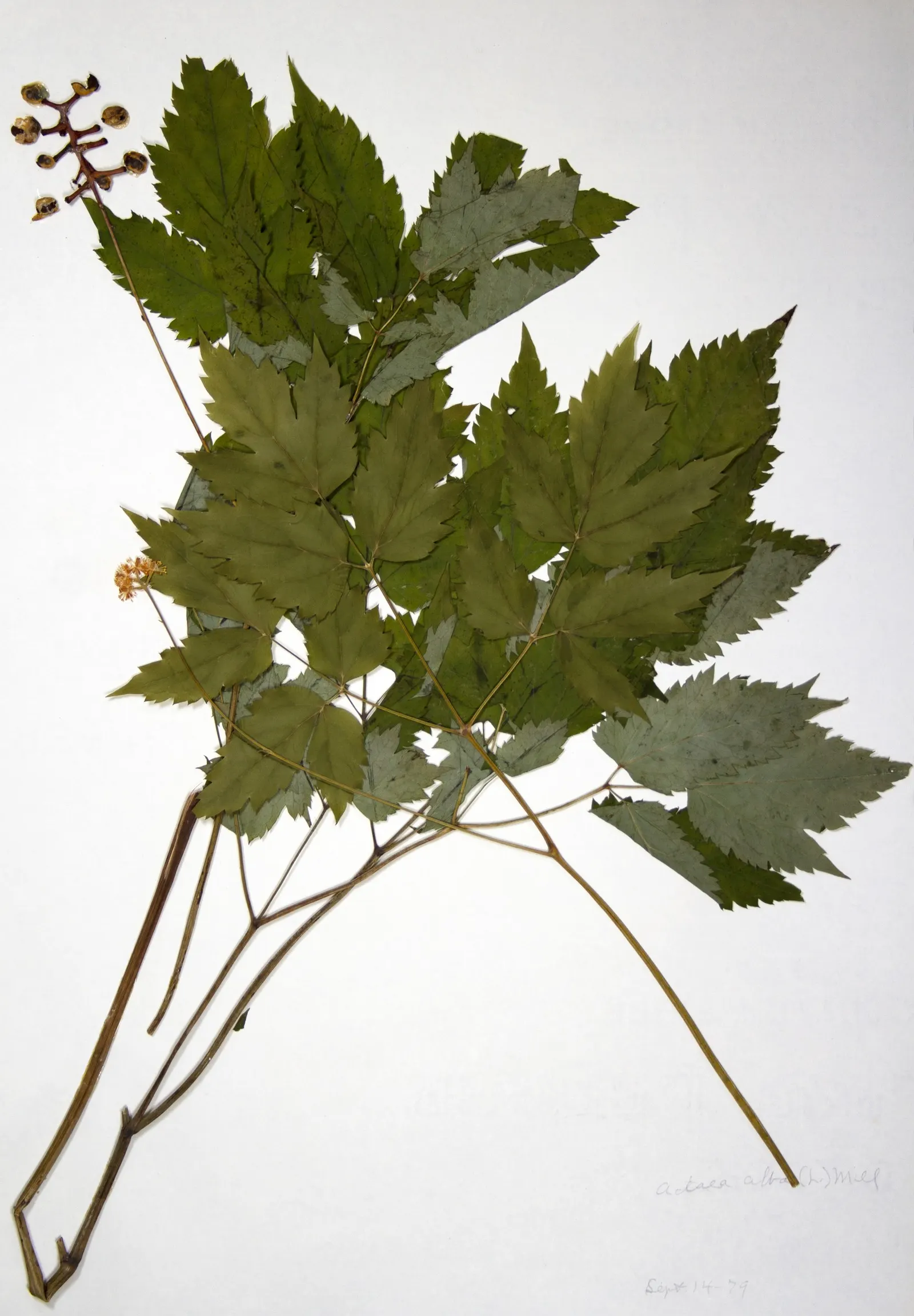White Baneberry (Actaea Pachypoda) — white fruit that gives it the common name "Doll\'s Eyes." This North American perennial thrives in U.S; white, image 60