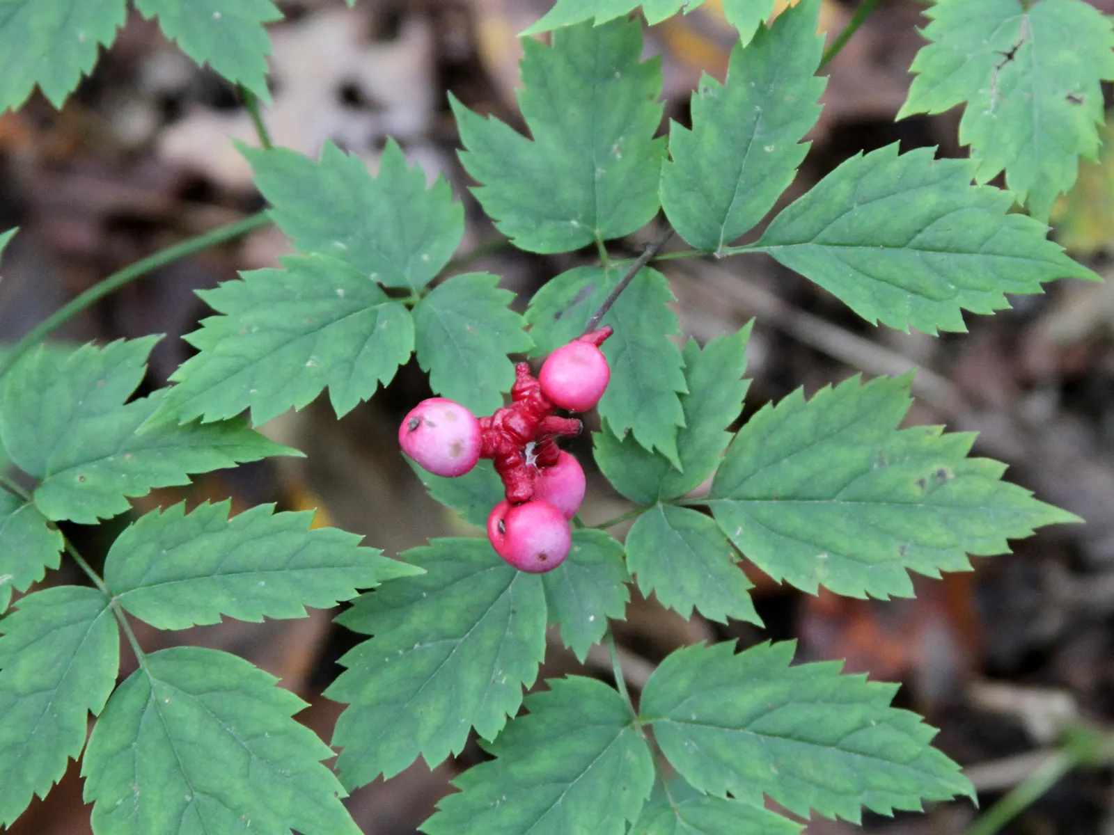 White Baneberry (Actaea Pachypoda) — white fruit that gives it the common name "Doll\'s Eyes." This North American perennial thrives in U.S; white Baneberry